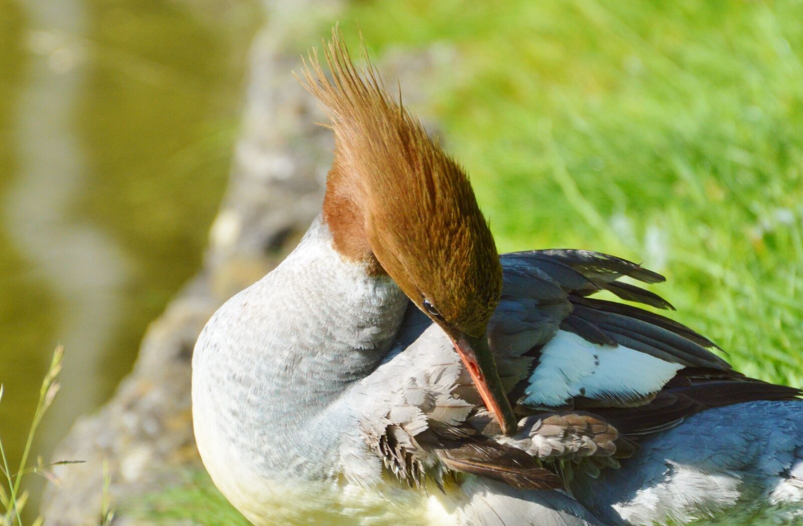 Nikon D3200 sample photo. Merganser, ducks, waterfowl photography