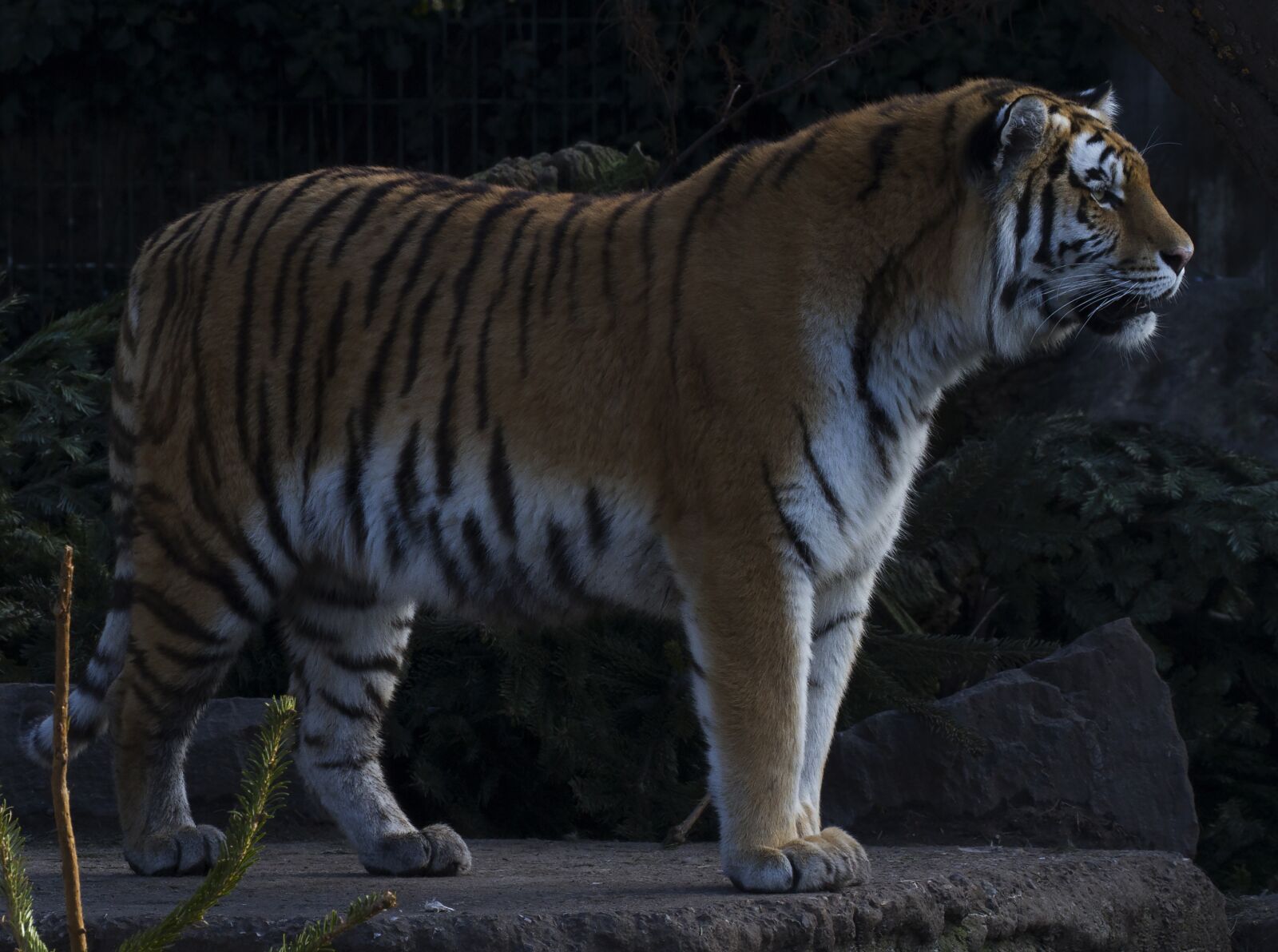 Canon EOS 7D + Canon EF 70-300mm F4-5.6L IS USM sample photo. Tiger, zoo, expensive photography