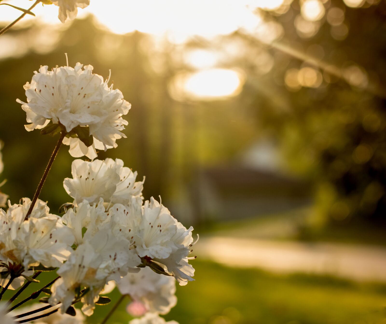 Canon EF 50mm F1.8 STM sample photo. Azalea, azalea in sun photography
