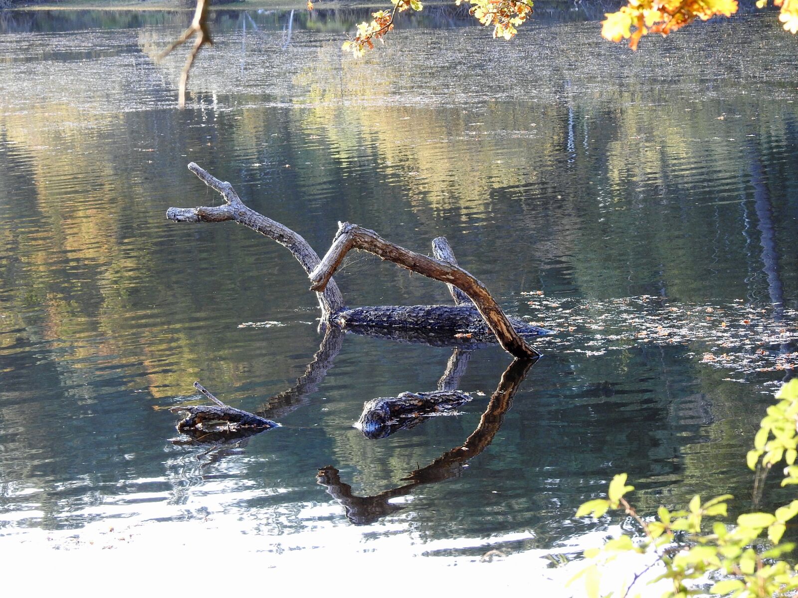 Nikon Coolpix P900 sample photo. Pond, forest, nature photography