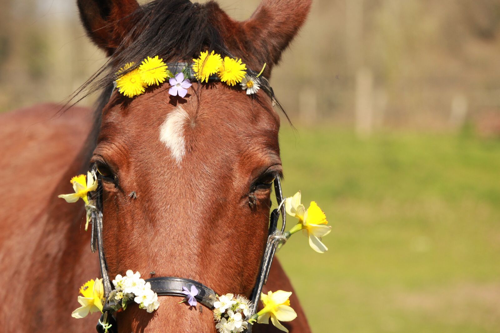Canon EF-S 55-250mm F4-5.6 IS STM sample photo. Horse, horses, horse walker photography
