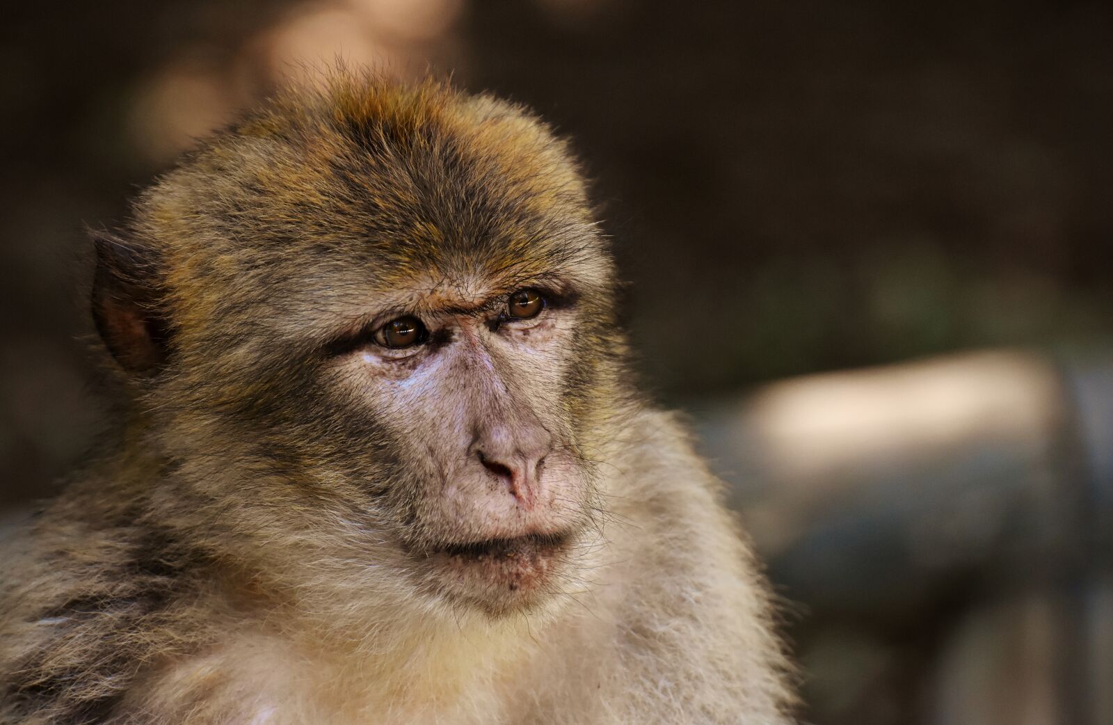 Nikon D7200 sample photo. Barbary ape, endangered species photography