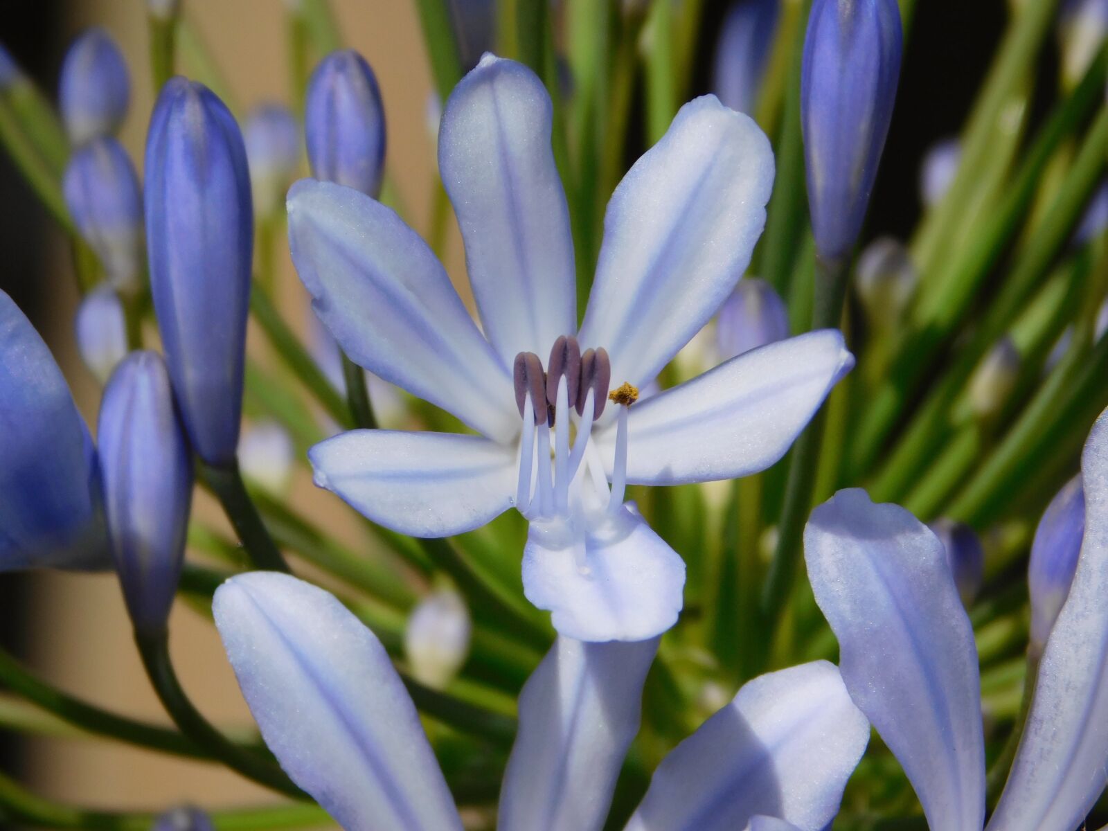 Nikon Coolpix L840 sample photo. Indigo, flower, blue photography