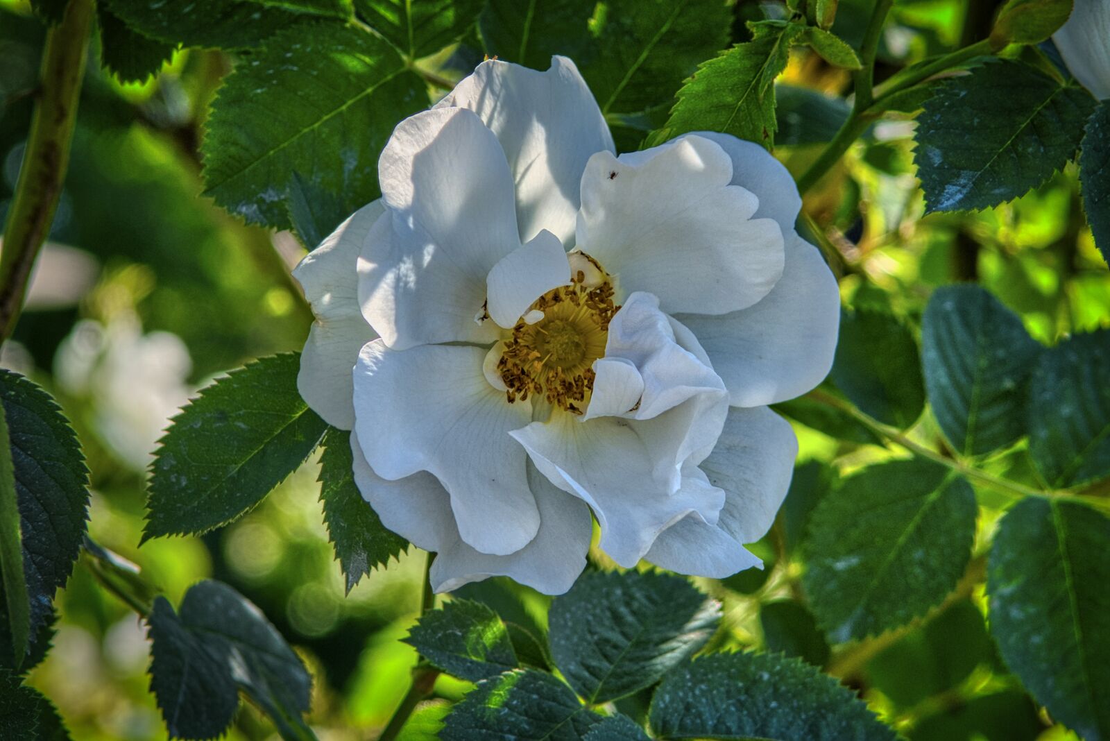 Nikon D7500 sample photo. Rose bloom, blossom, bloom photography