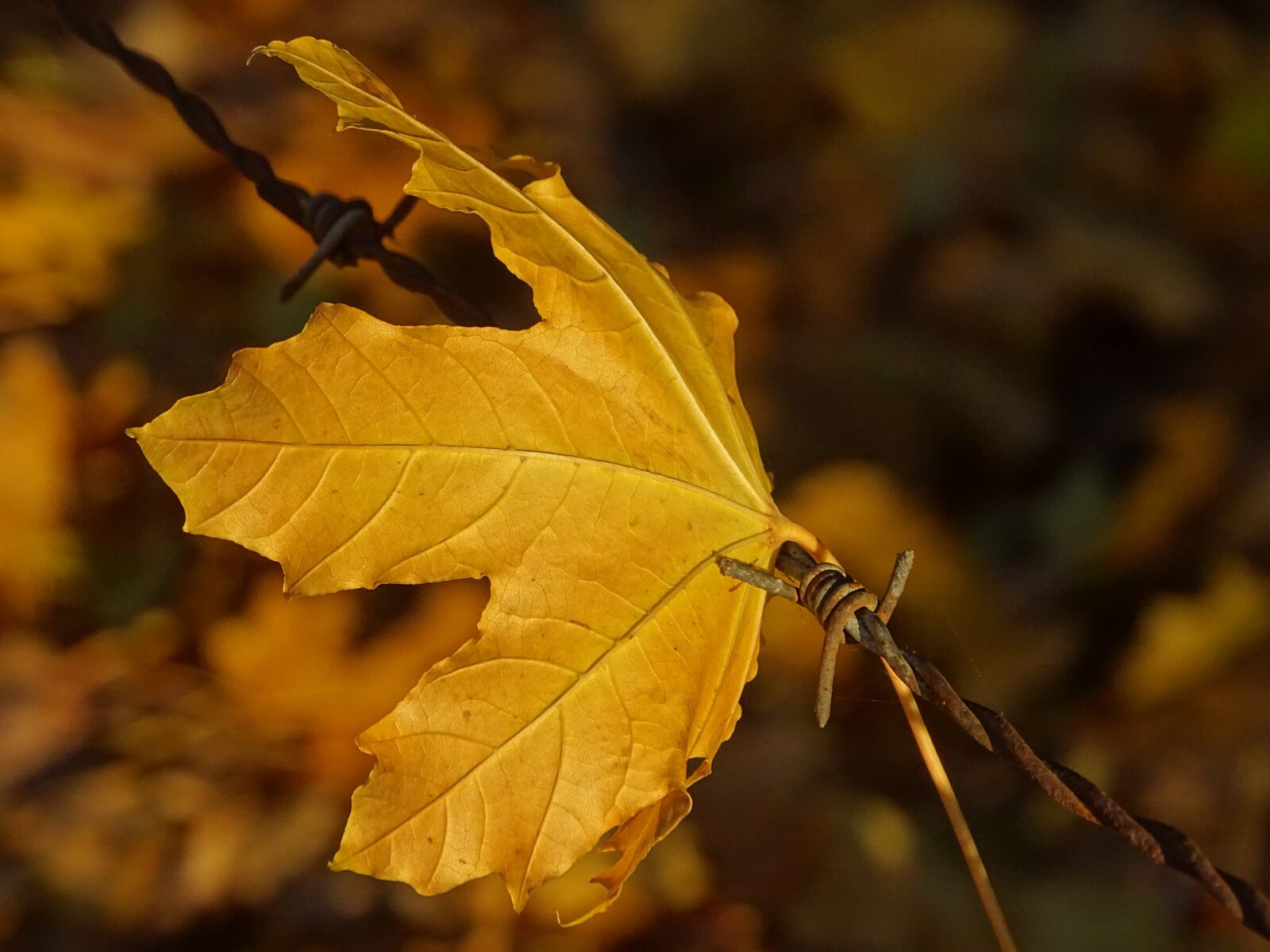 Sony Cyber-shot DSC-HX400V sample photo. Leaf, barbed, hooked photography