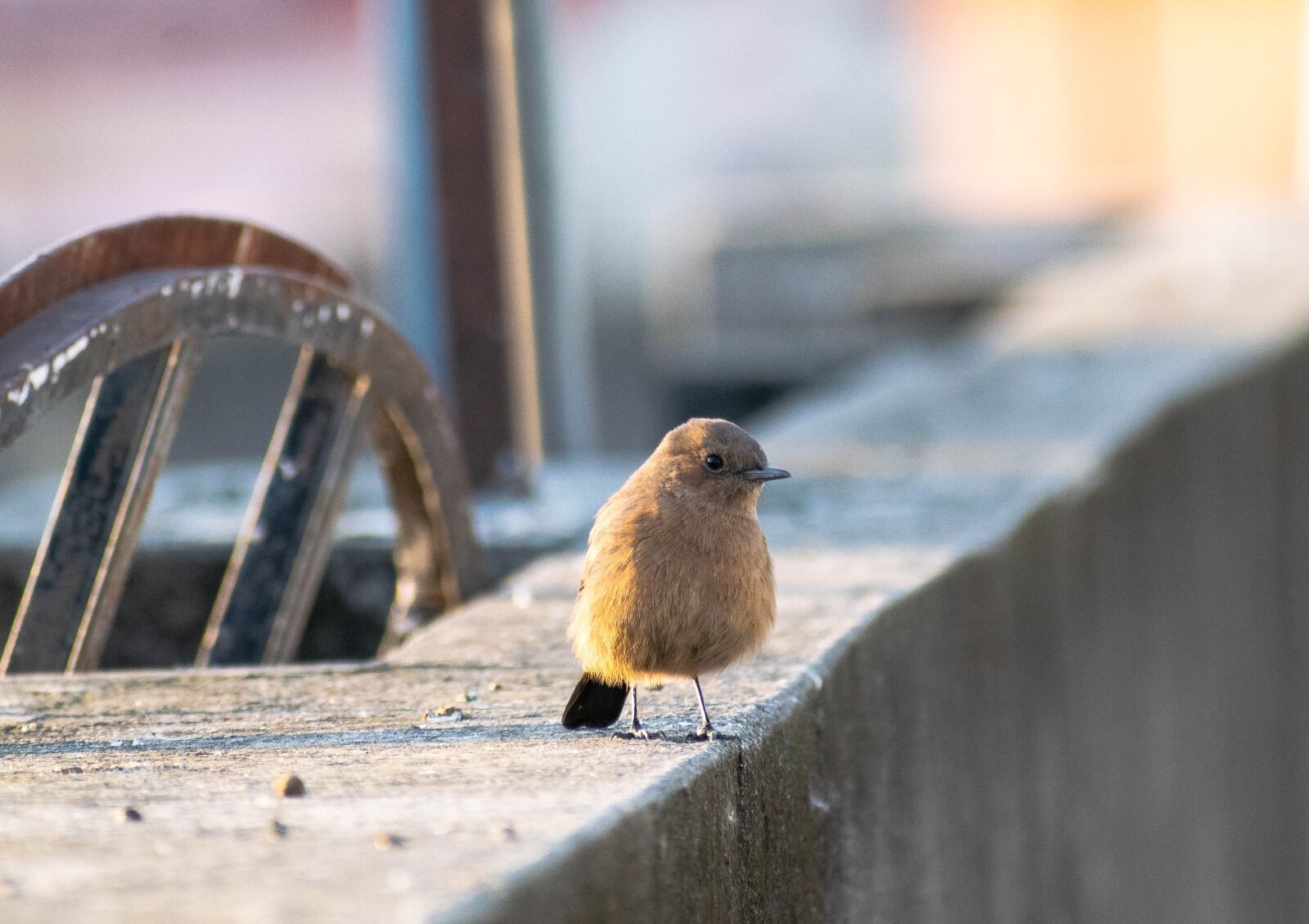 Nikon D3300 sample photo. Bird, small, robin photography