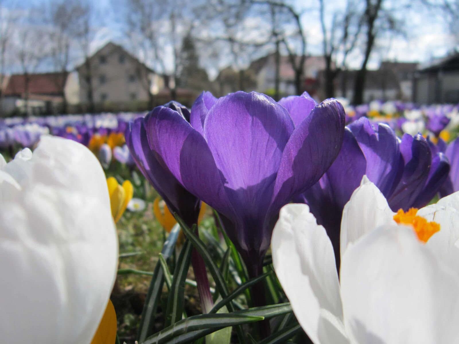 Canon PowerShot A3200 IS sample photo. Crocus, macro, flower, nature photography