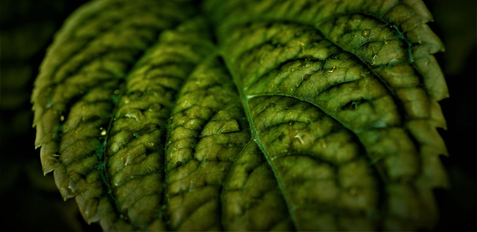 Sony E 30mm F3.5 Macro sample photo. Leaf, green, background photography