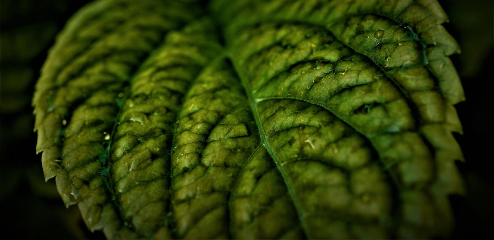 Sony a6000 + Sony E 30mm F3.5 Macro sample photo. Leaf, green, background photography