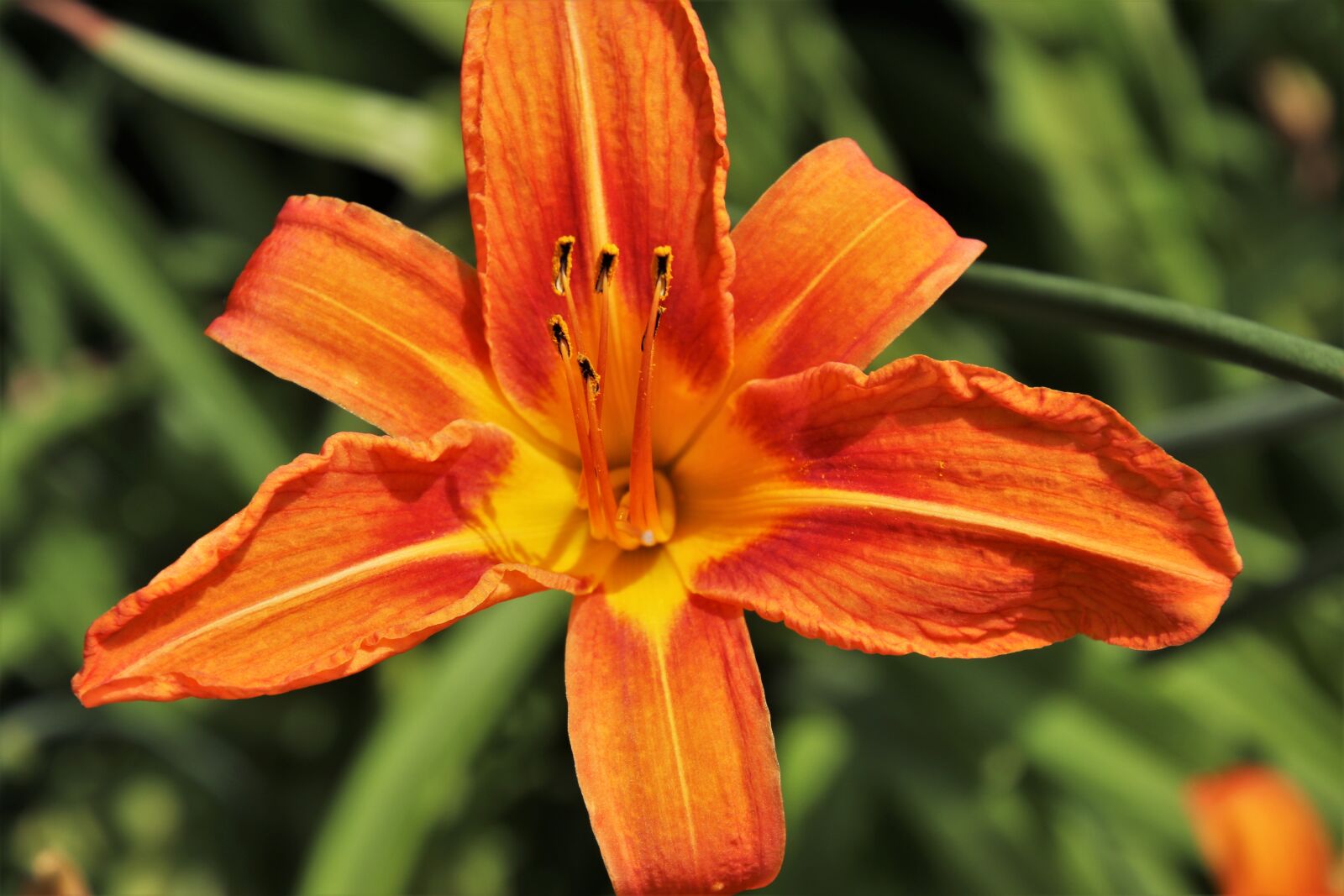 Canon EOS 80D sample photo. Daylily, lily, blossomed photography