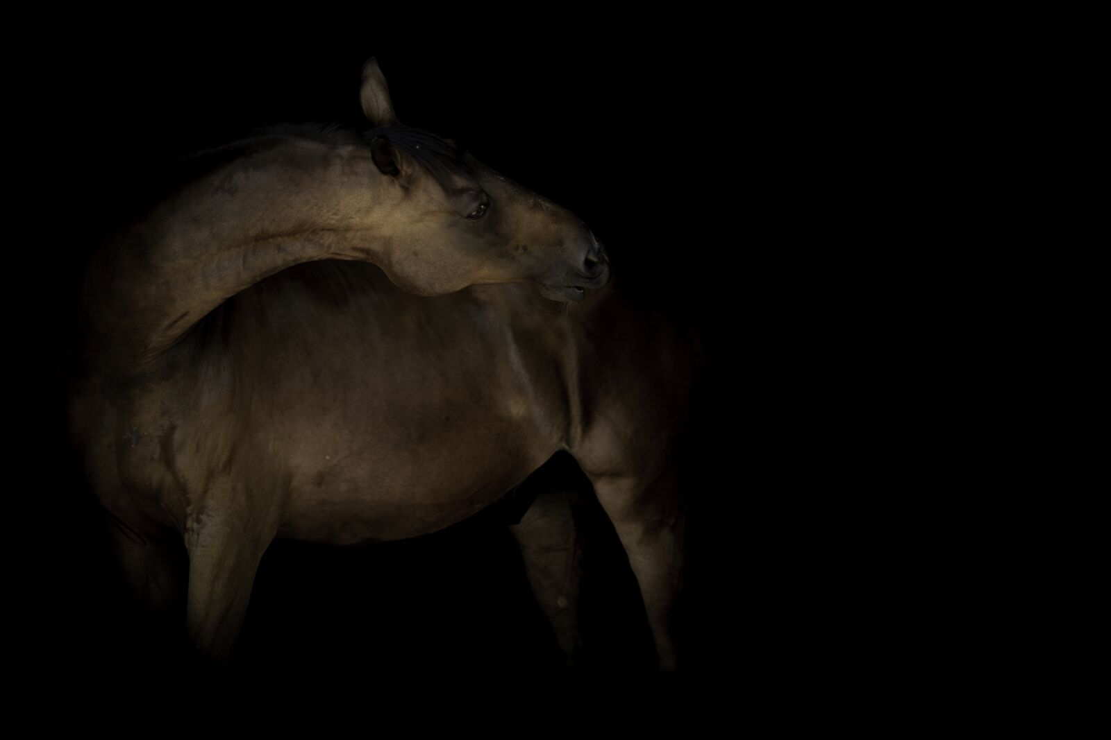 Tamron SP AF 70-200mm F2.8 Di LD (IF) MACRO sample photo. Horse, horseback riding, animal photography