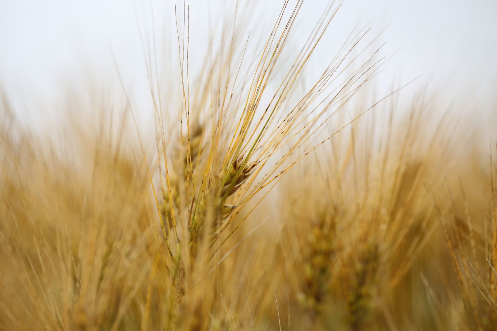 Canon EOS 5D Mark III sample photo. Spike, grain, wheat photography