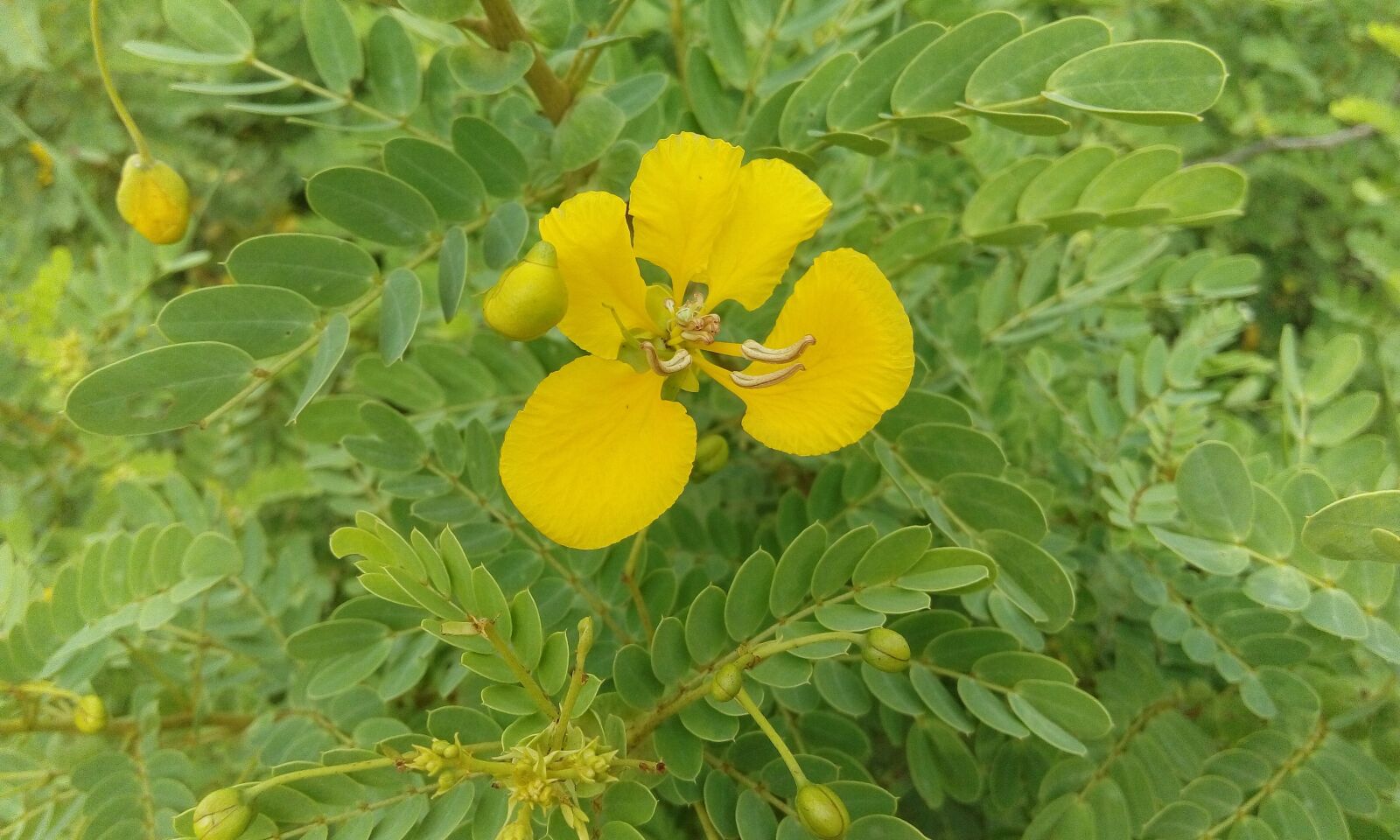 HTC DESIRE 626G+ DUAL SIM sample photo. Yellow flower, green leaves photography