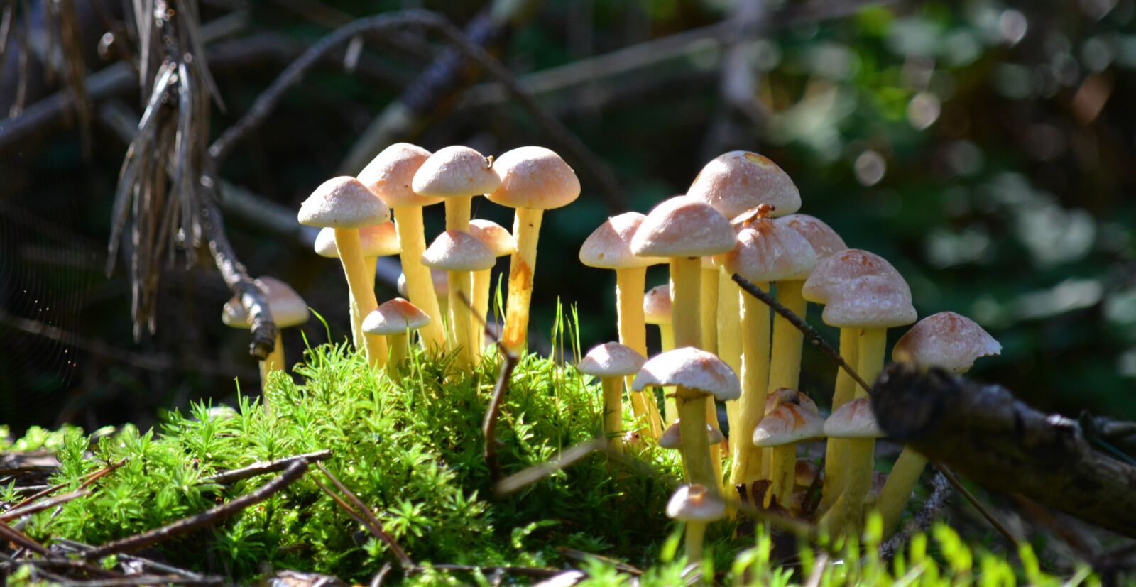 Nikon D5200 sample photo. Autumn, mushrooms, nature photography