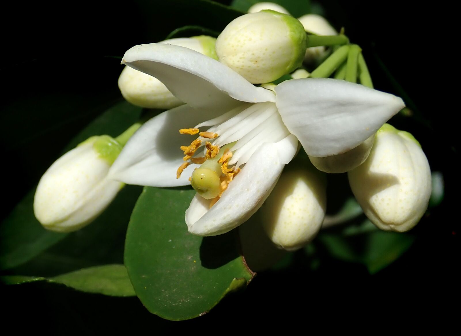 Olympus TG-5 sample photo. Flower, grapefruit, blossom photography