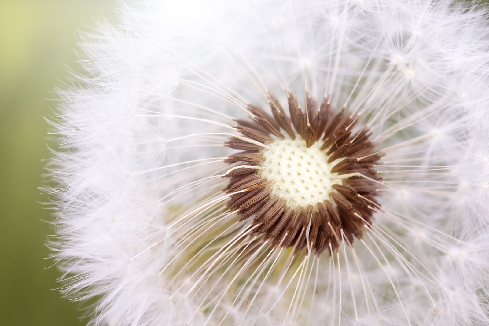 Nikon D3100 sample photo. Summer, nature, fluff photography