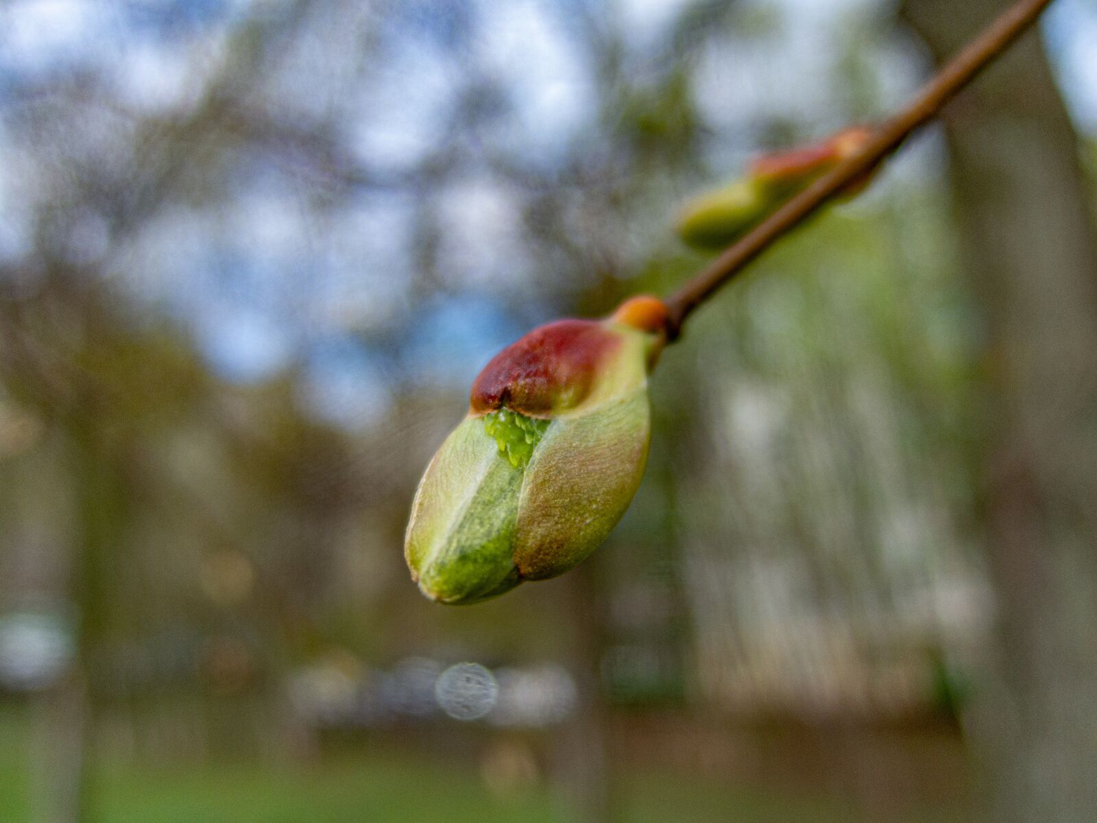 Nikon Coolpix P340 sample photo. Bud, bloom, tree photography