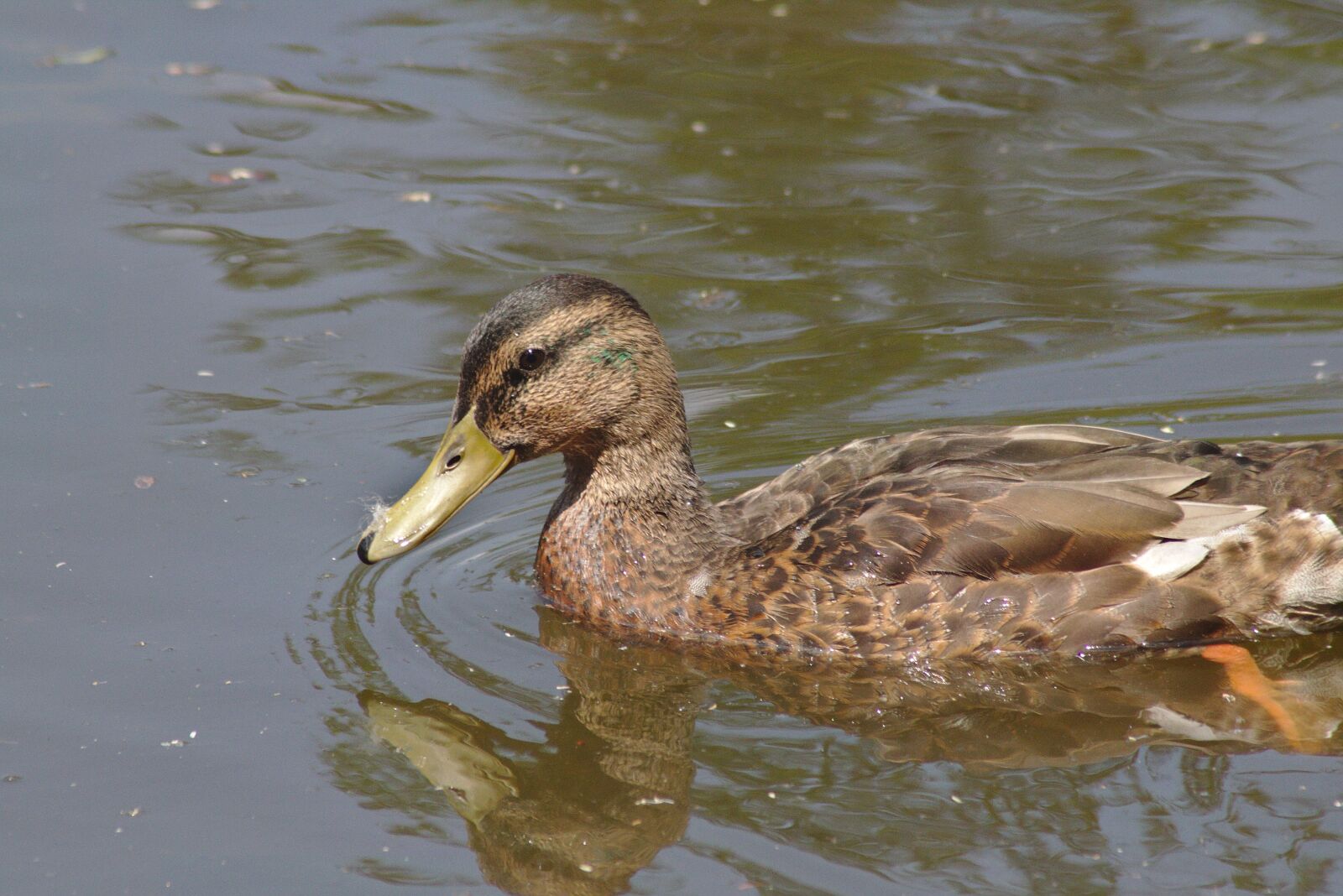 Canon EOS 750D (EOS Rebel T6i / EOS Kiss X8i) sample photo. Duck, chicks, water photography