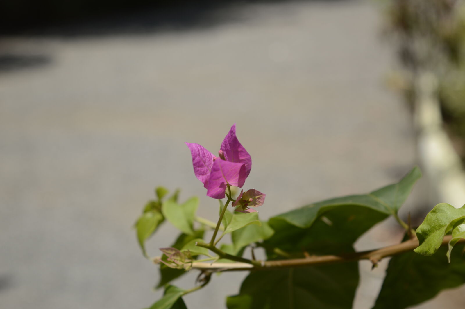 Nikon D3200 sample photo. Dark, flower photography