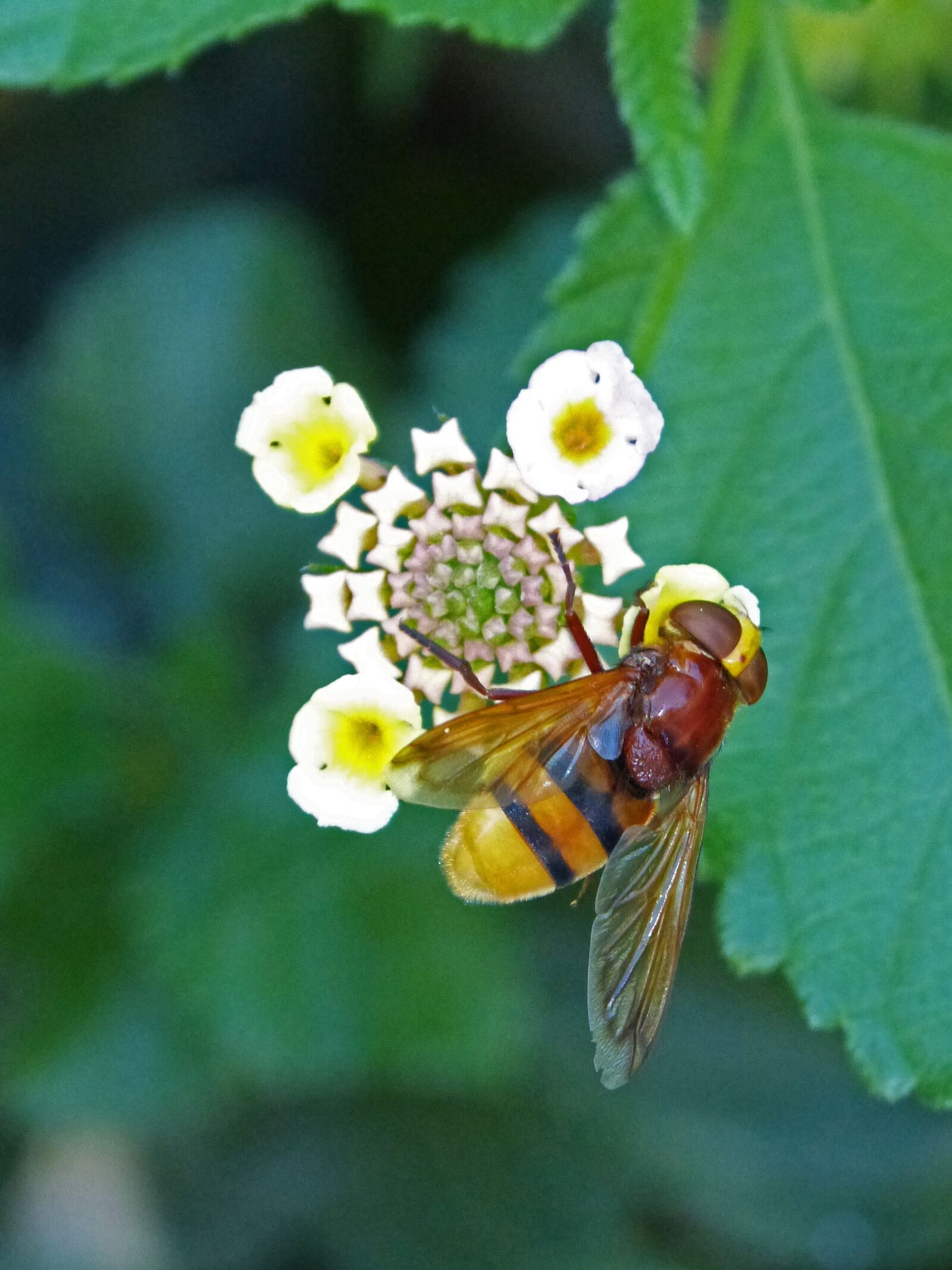 Panasonic DMC-FZ62 sample photo. Insect, hoverfly, sirphidae photography