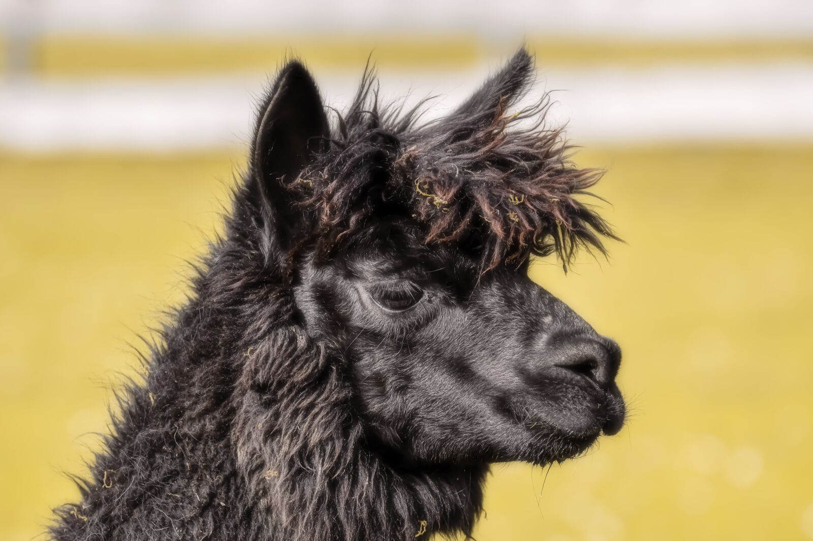 Nikon D3200 sample photo. Alpaca, head, black photography