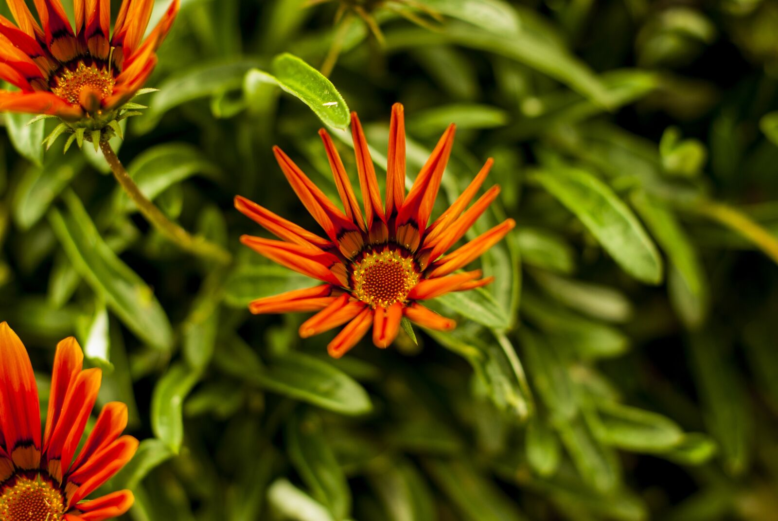 Nikon D60 sample photo. Beautiful flower, garden, spring photography