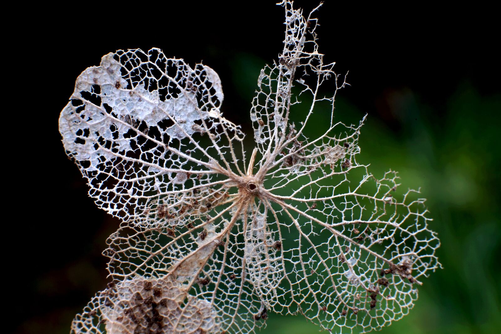 Canon EOS-1D X sample photo. Insect-eaten leave, leave, trace photography