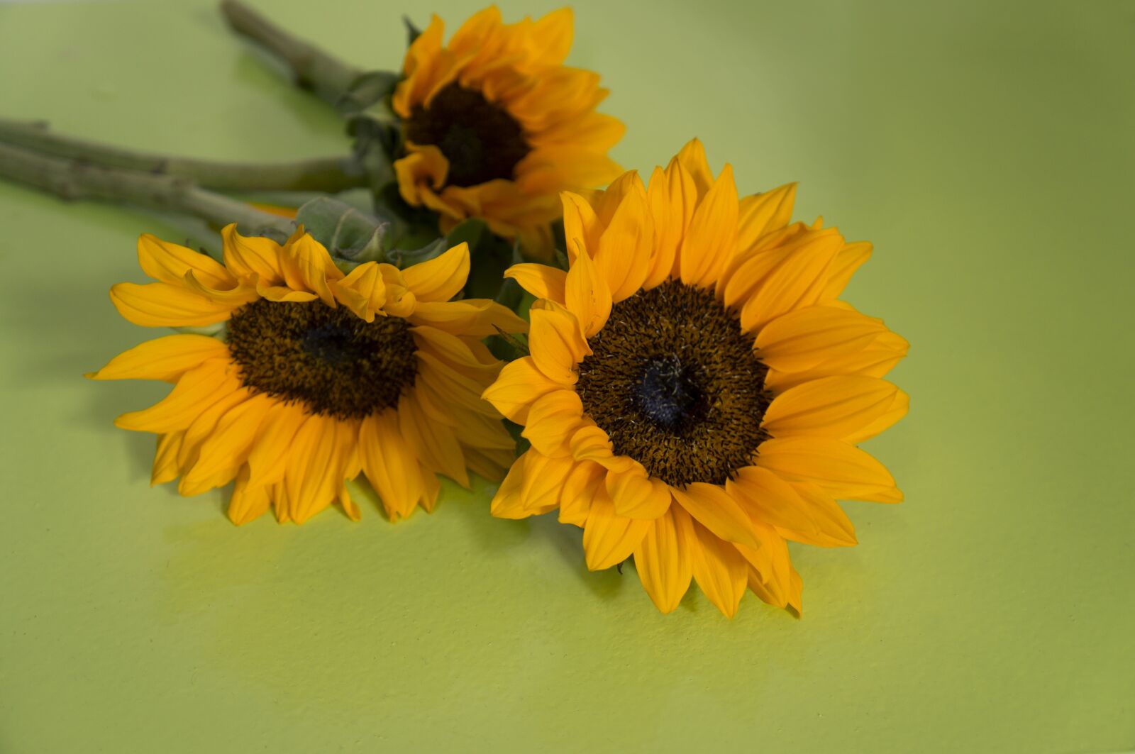 Sony Alpha NEX-F3 + Sony E 18-55mm F3.5-5.6 OSS sample photo. Sunflowers, sun flower, natural photography
