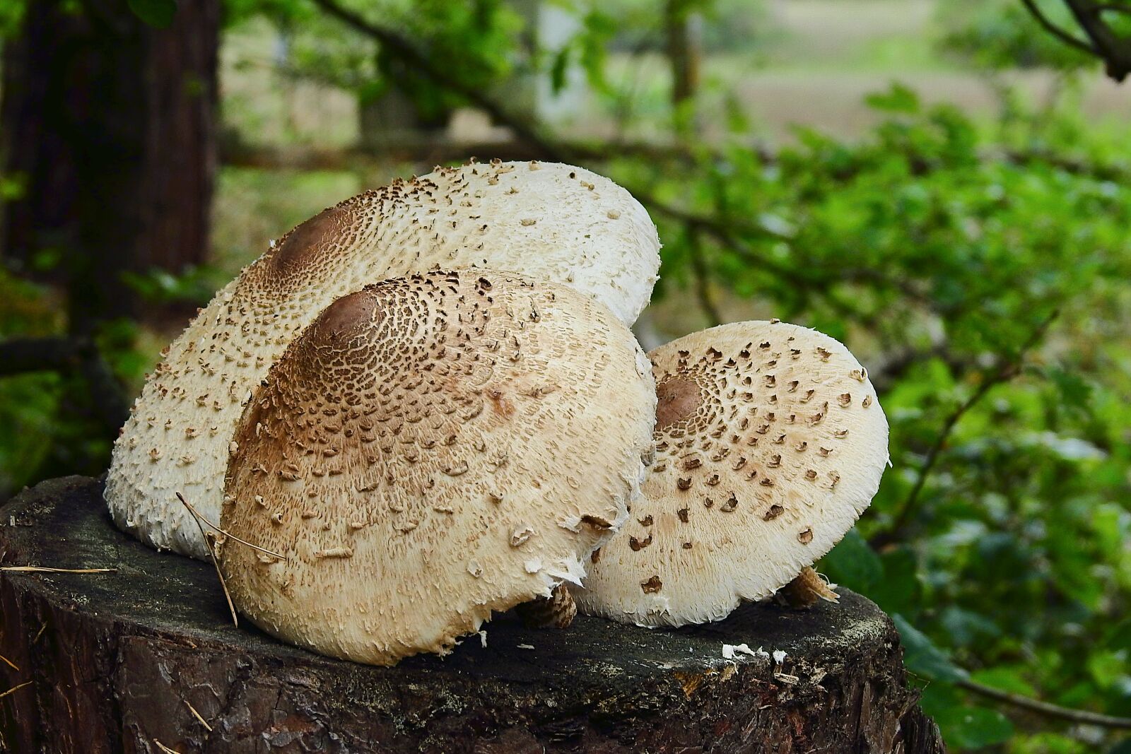 Nikon Coolpix P900 sample photo. Mushrooms, fungi, forest photography