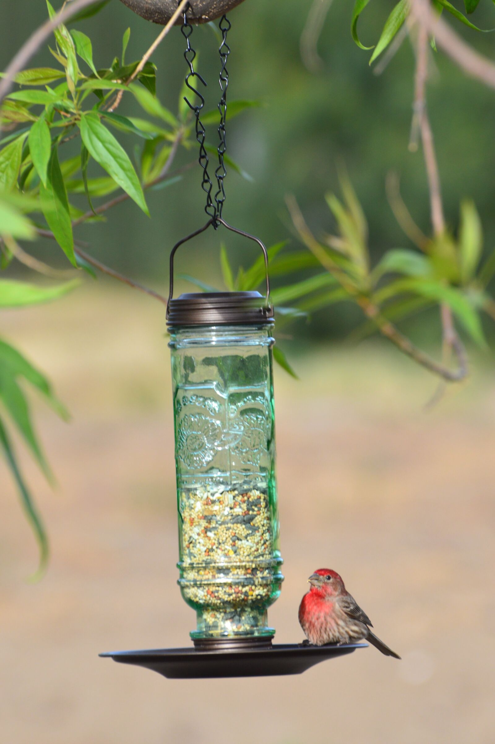 Nikon D3200 sample photo. Bird, bird feeder, house photography
