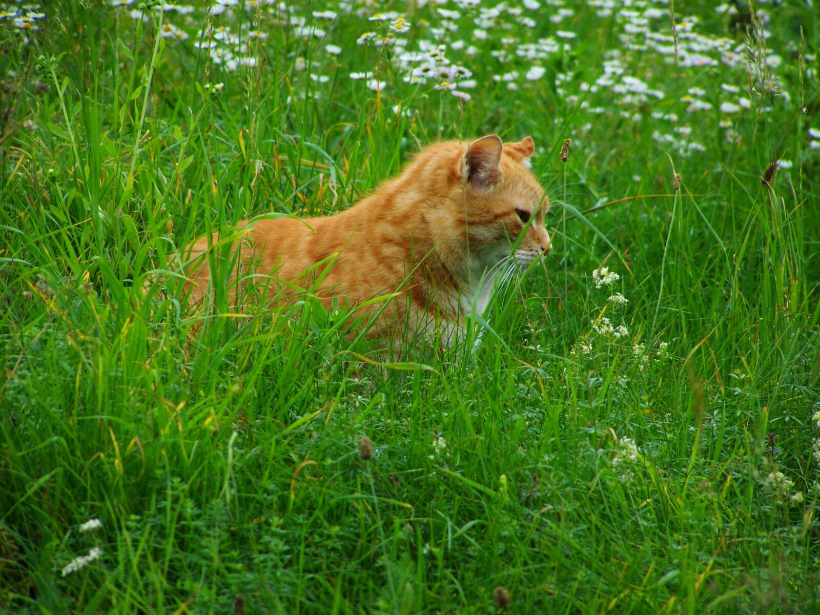 Kodak EASYSHARE ZD710 ZOOM DIGITAL CAMERA sample photo. Cat, red tabby, pets photography