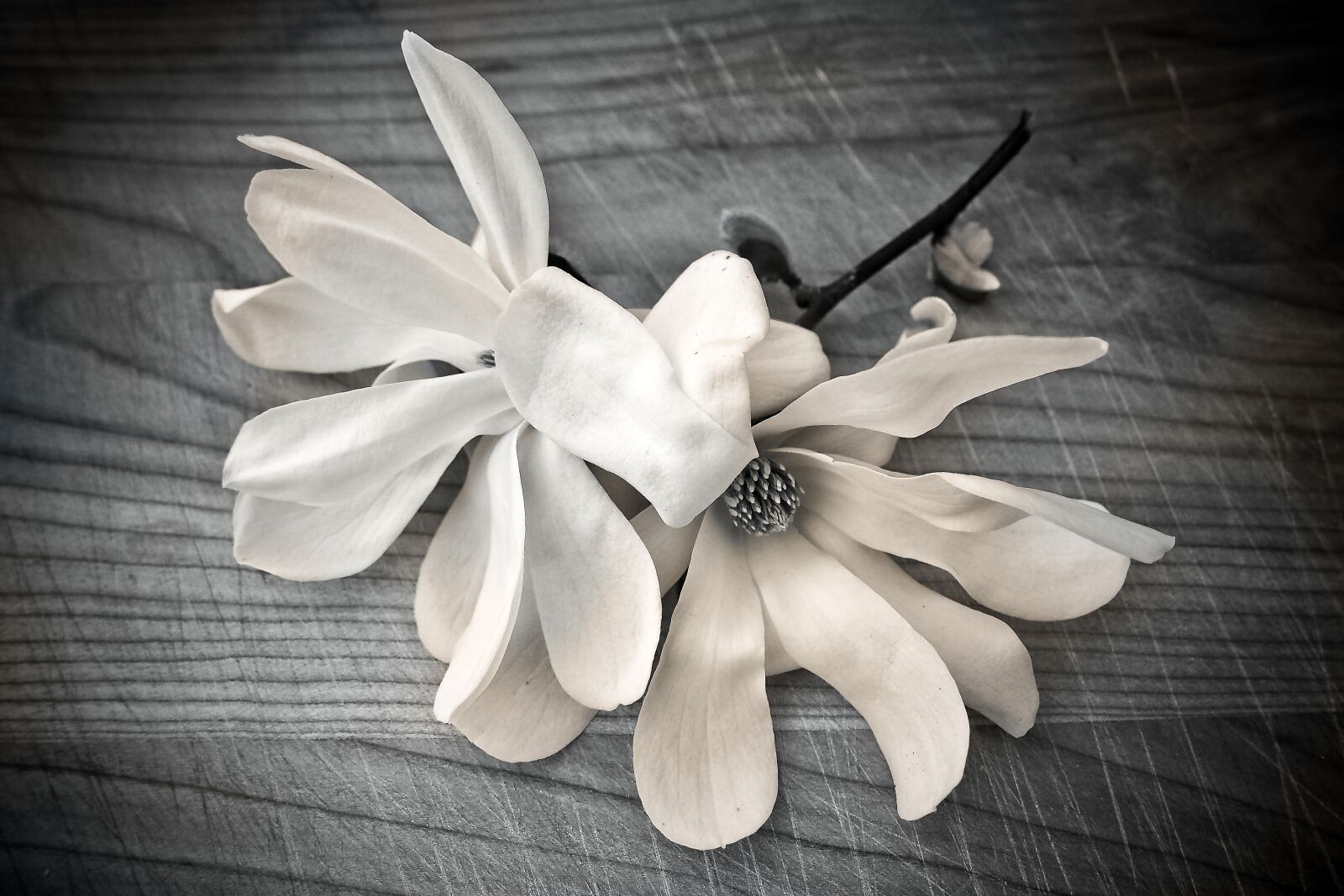 Olympus OM-D E-M10 sample photo. Magnolia, flower, blossom photography