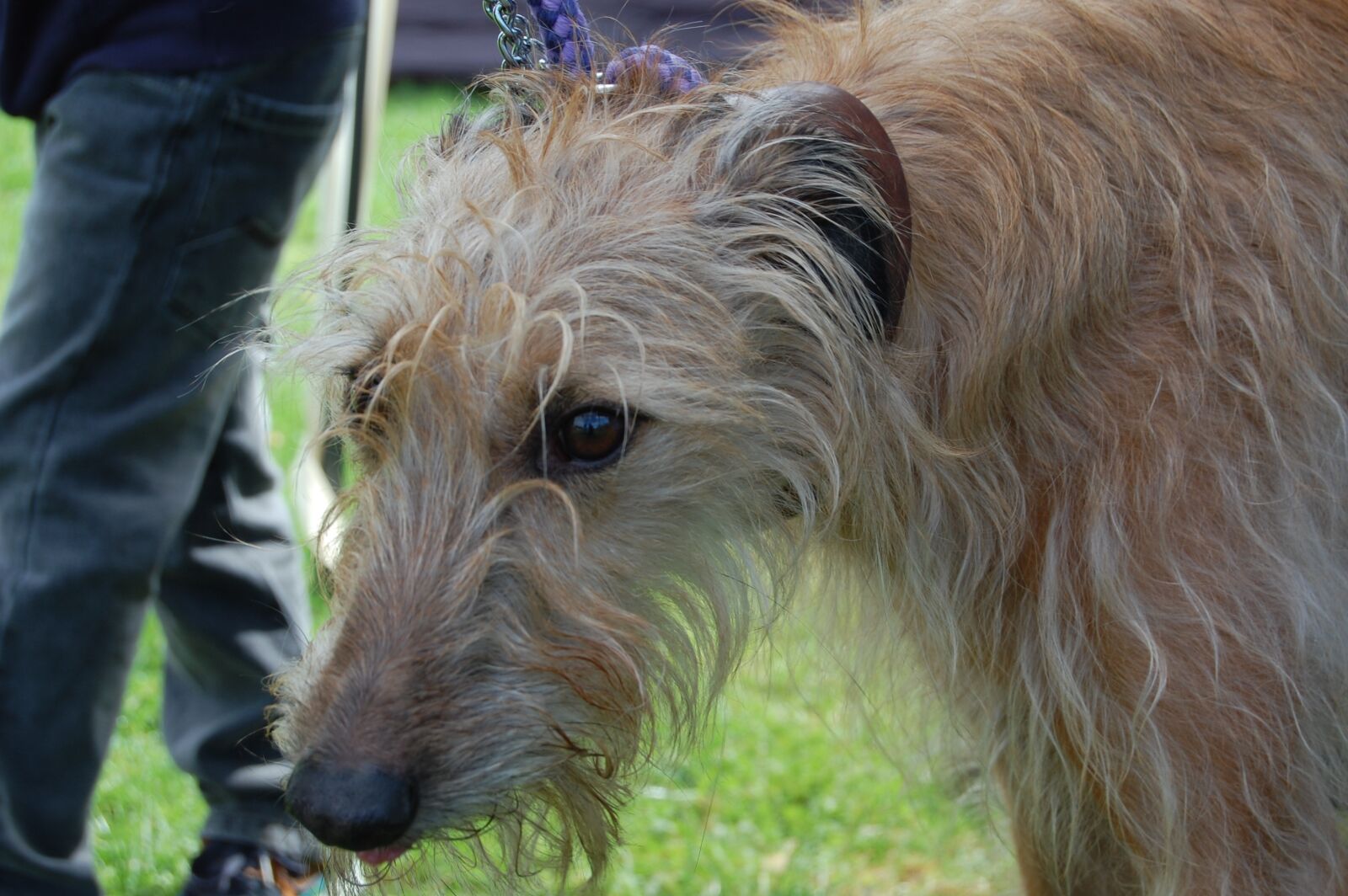 Nikon D40 sample photo. Lurcher, hound, dog photography