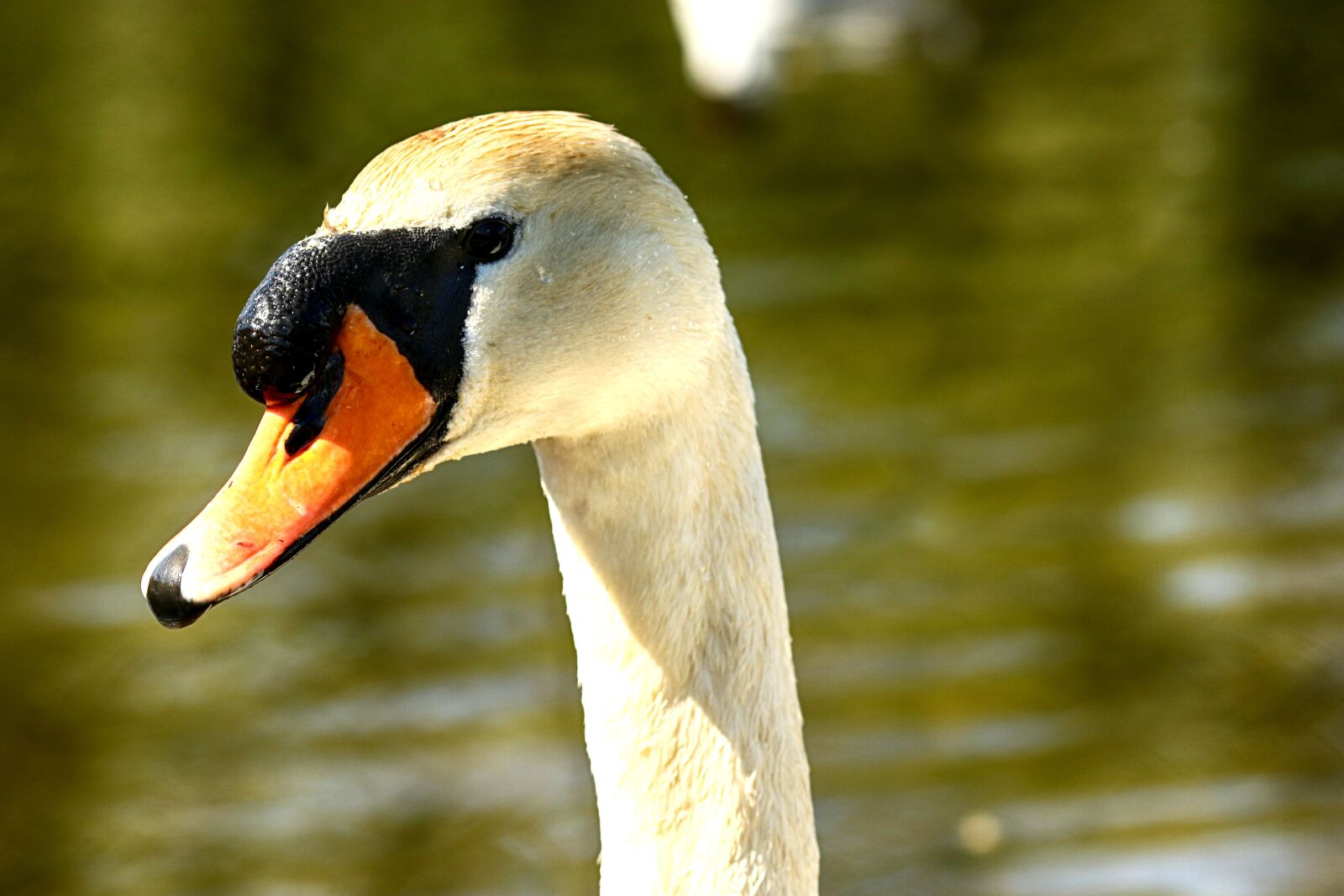 Canon EOS 7D Mark II + Canon EF 135mm F2L USM sample photo. Swan, lake, nature photography