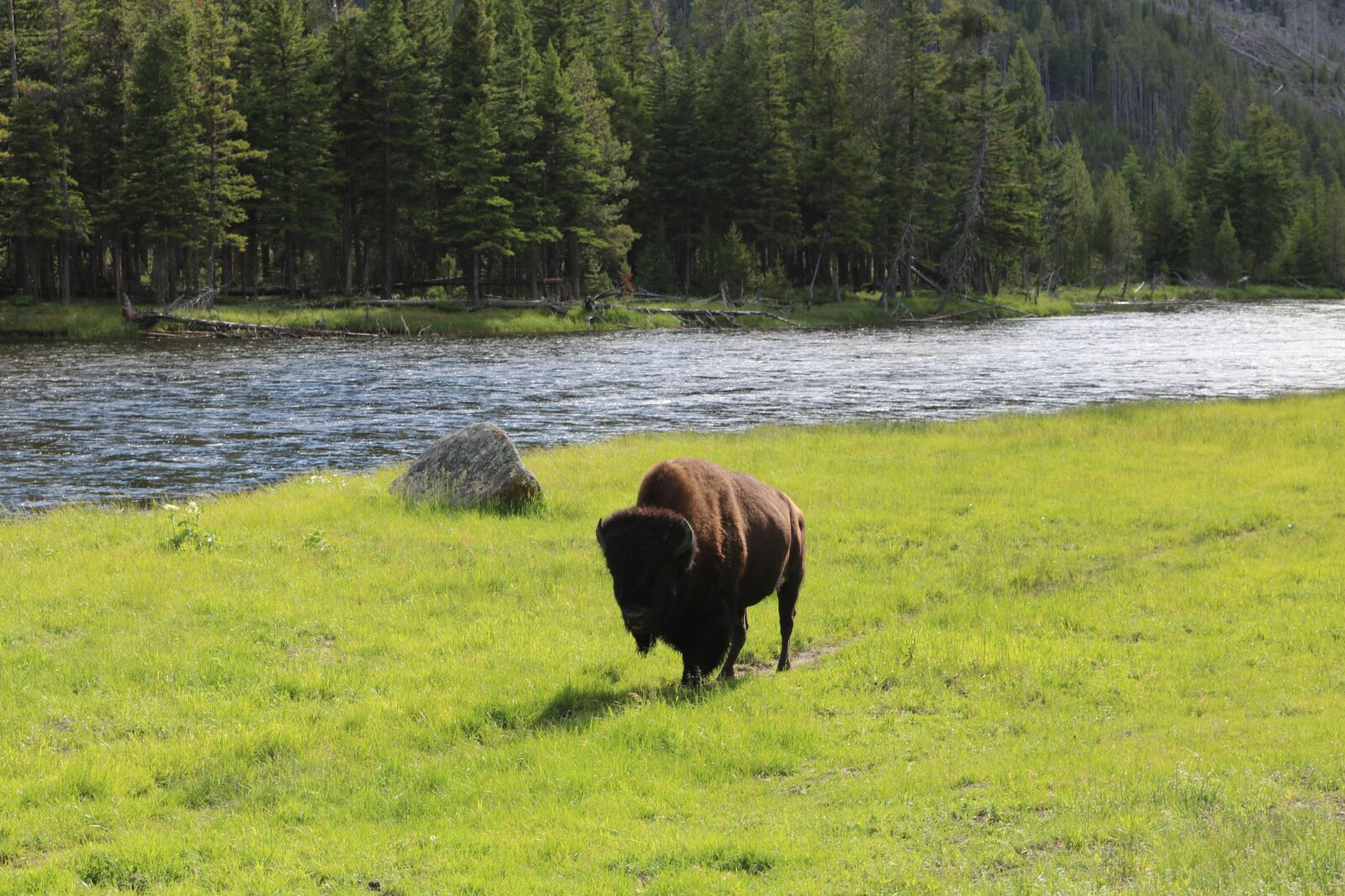 Canon EOS 750D (EOS Rebel T6i / EOS Kiss X8i) sample photo. Buffalo, animal, bison photography