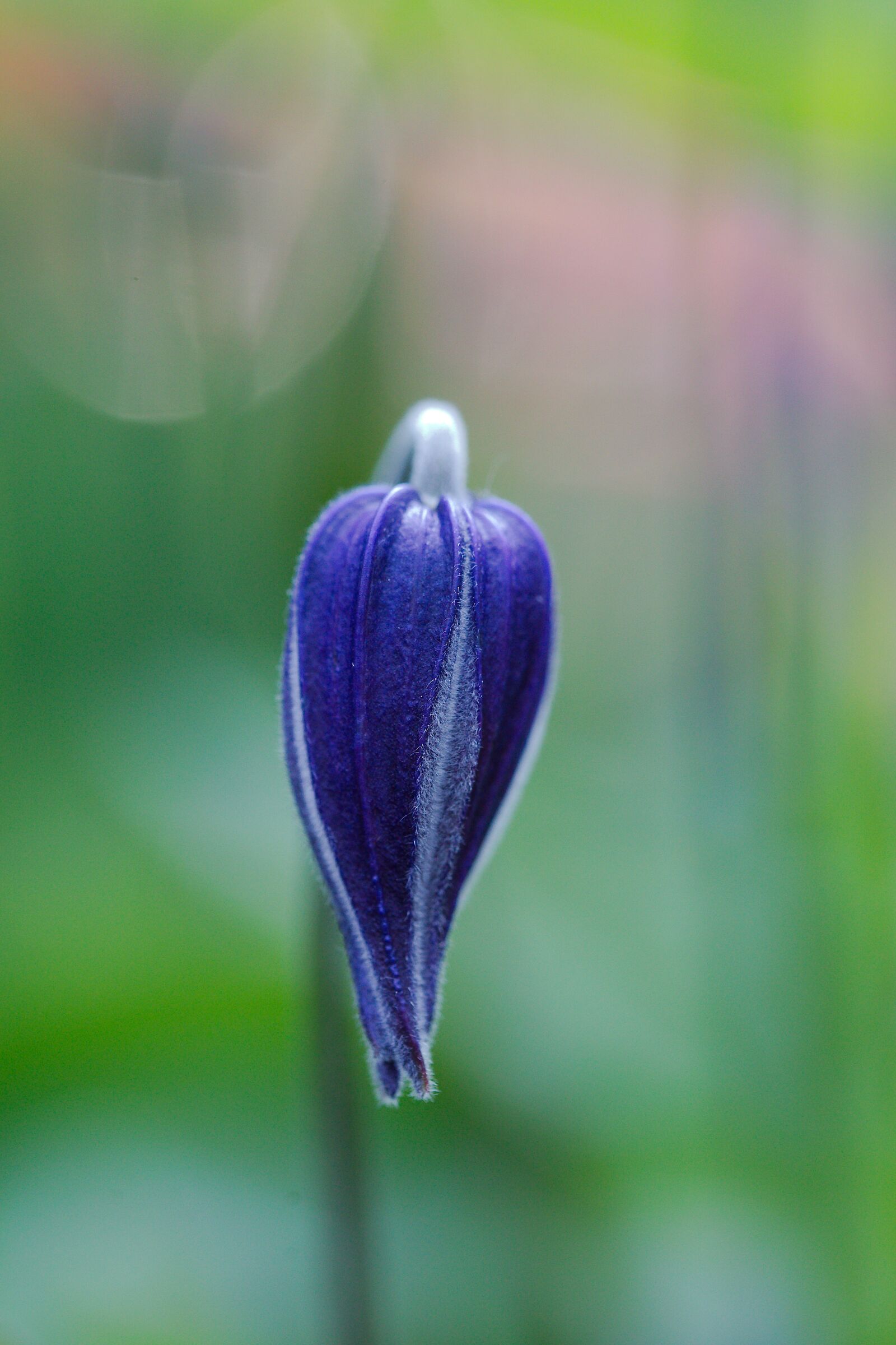 Canon EOS 6D sample photo. Nature, flower, plant photography