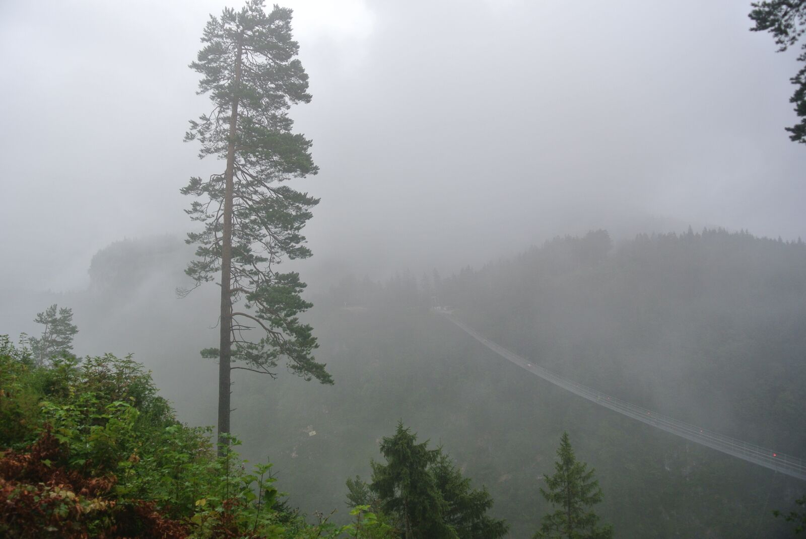 Nikon 1 Nikkor VR 10-30mm F3.5-5.6 sample photo. Forest, bridge, fog photography