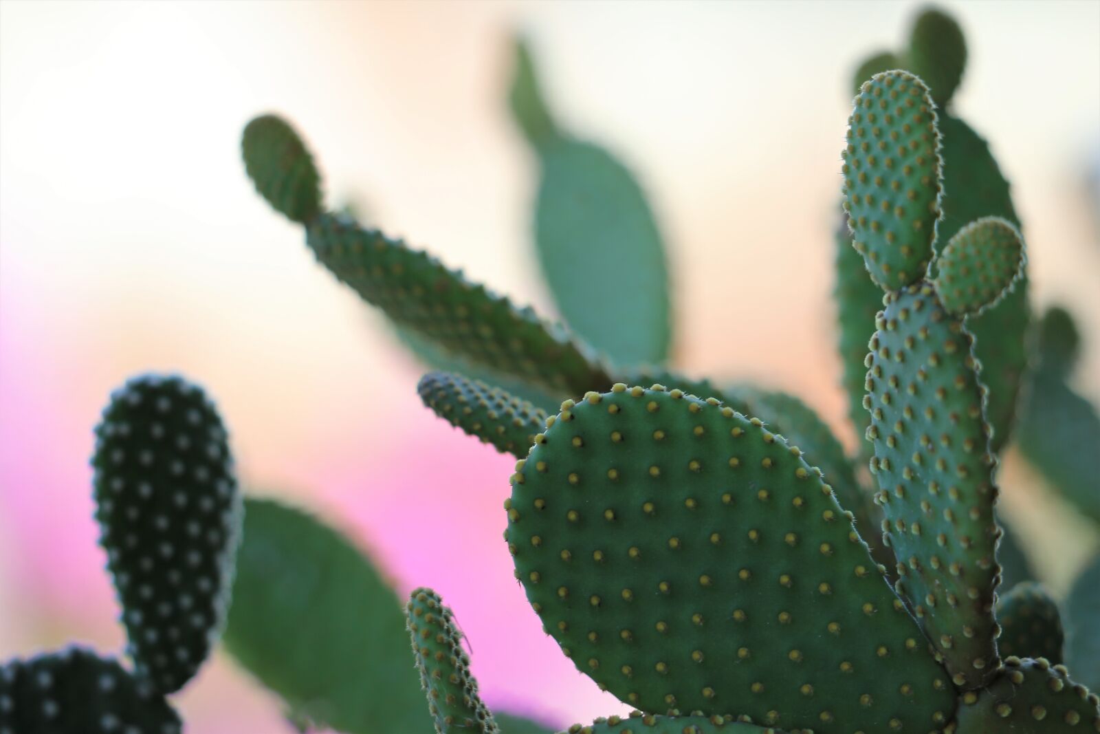 Canon EOS 6D sample photo. Cactus, green, prickly photography