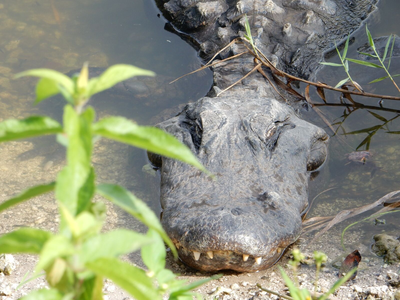 Nikon Coolpix S9700 sample photo. Crocodile, summer, nature photography