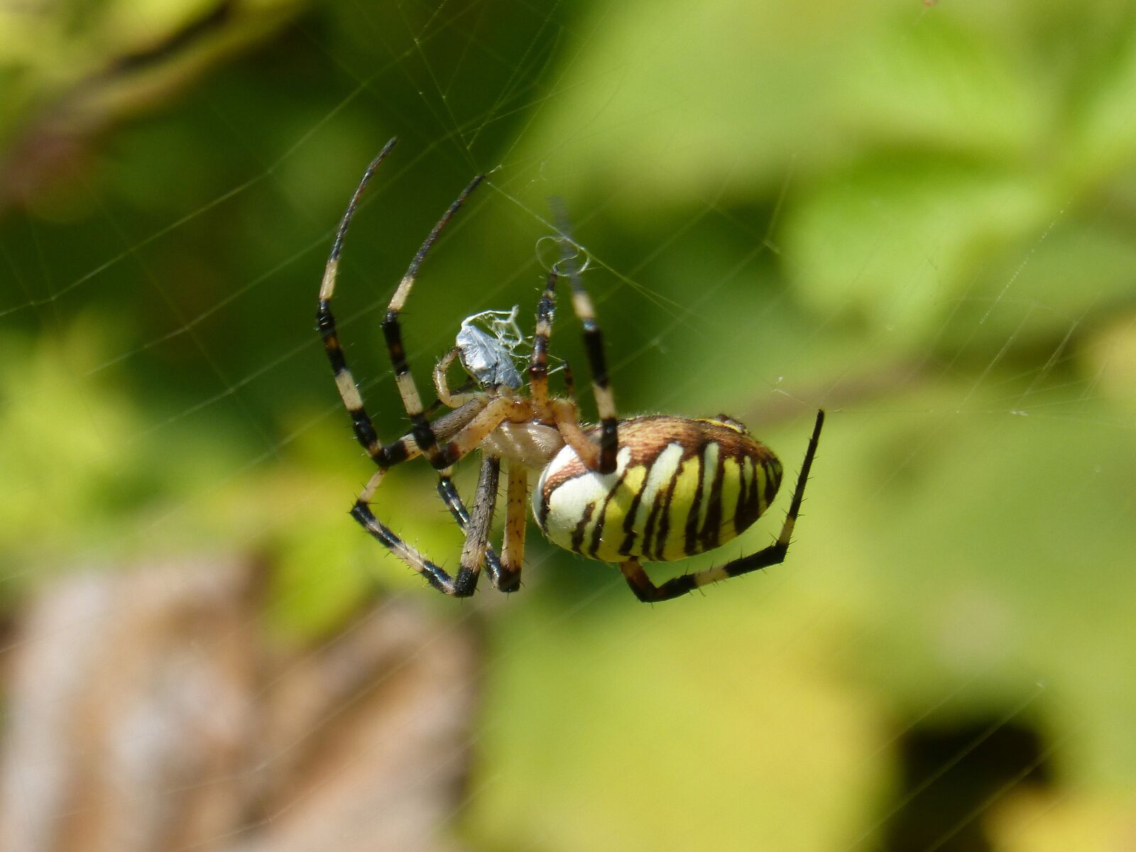 Panasonic DMC-FZ62 sample photo. Spider, spider tiger, zebraspinne photography