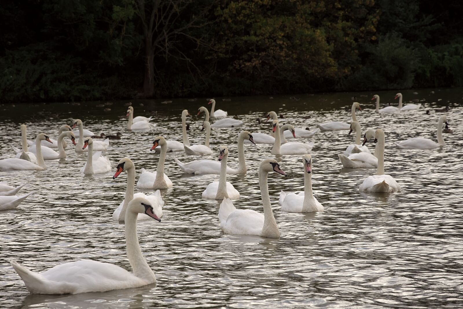 Nikon D7200 sample photo. Swans, birds, lake photography