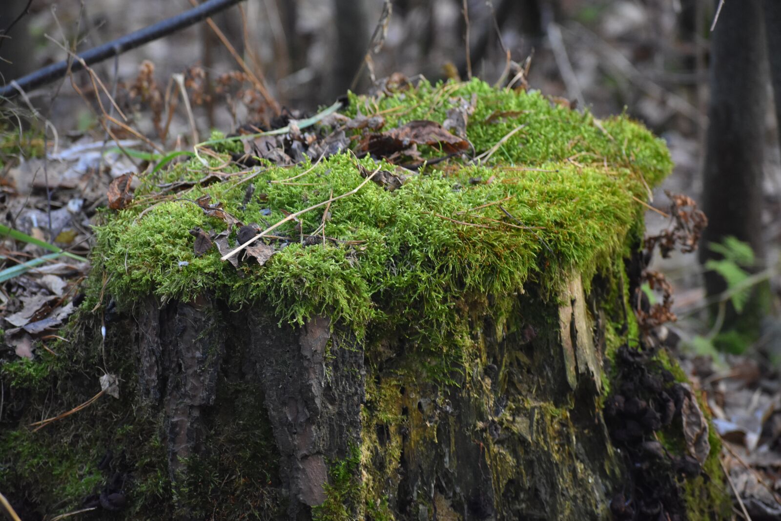Nikon D3400 sample photo. Stump, moss, forest photography