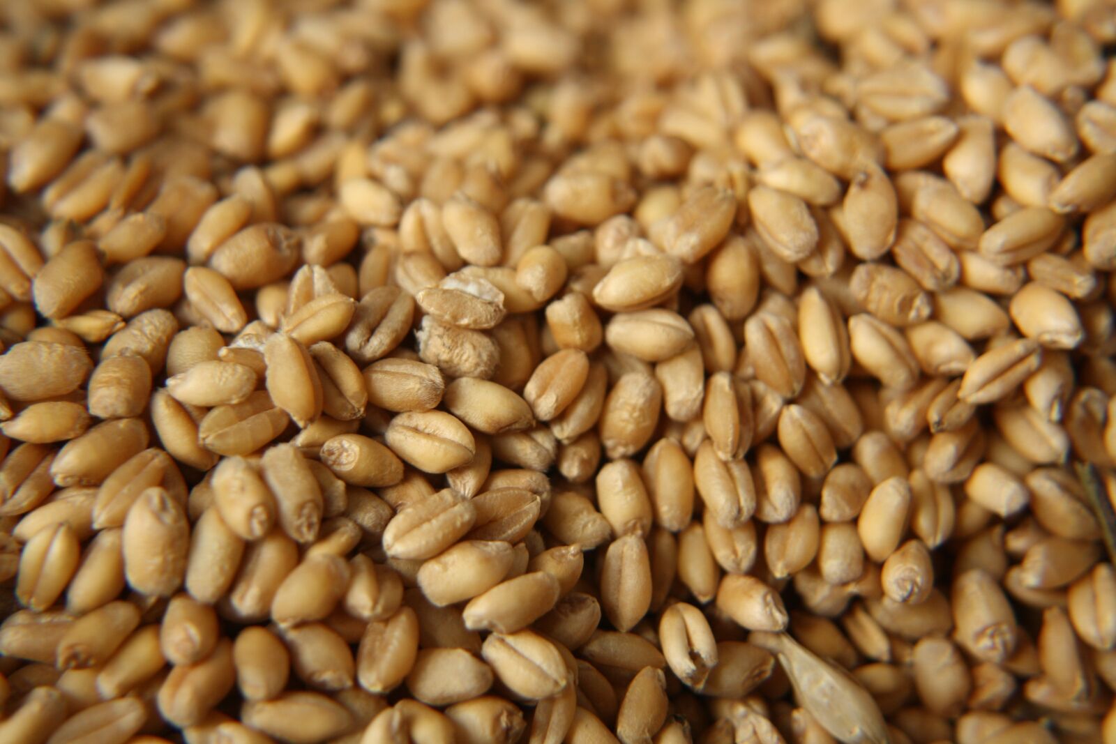 Canon EOS 1000D (EOS Digital Rebel XS / EOS Kiss F) sample photo. Seed, nutrition, crop photography