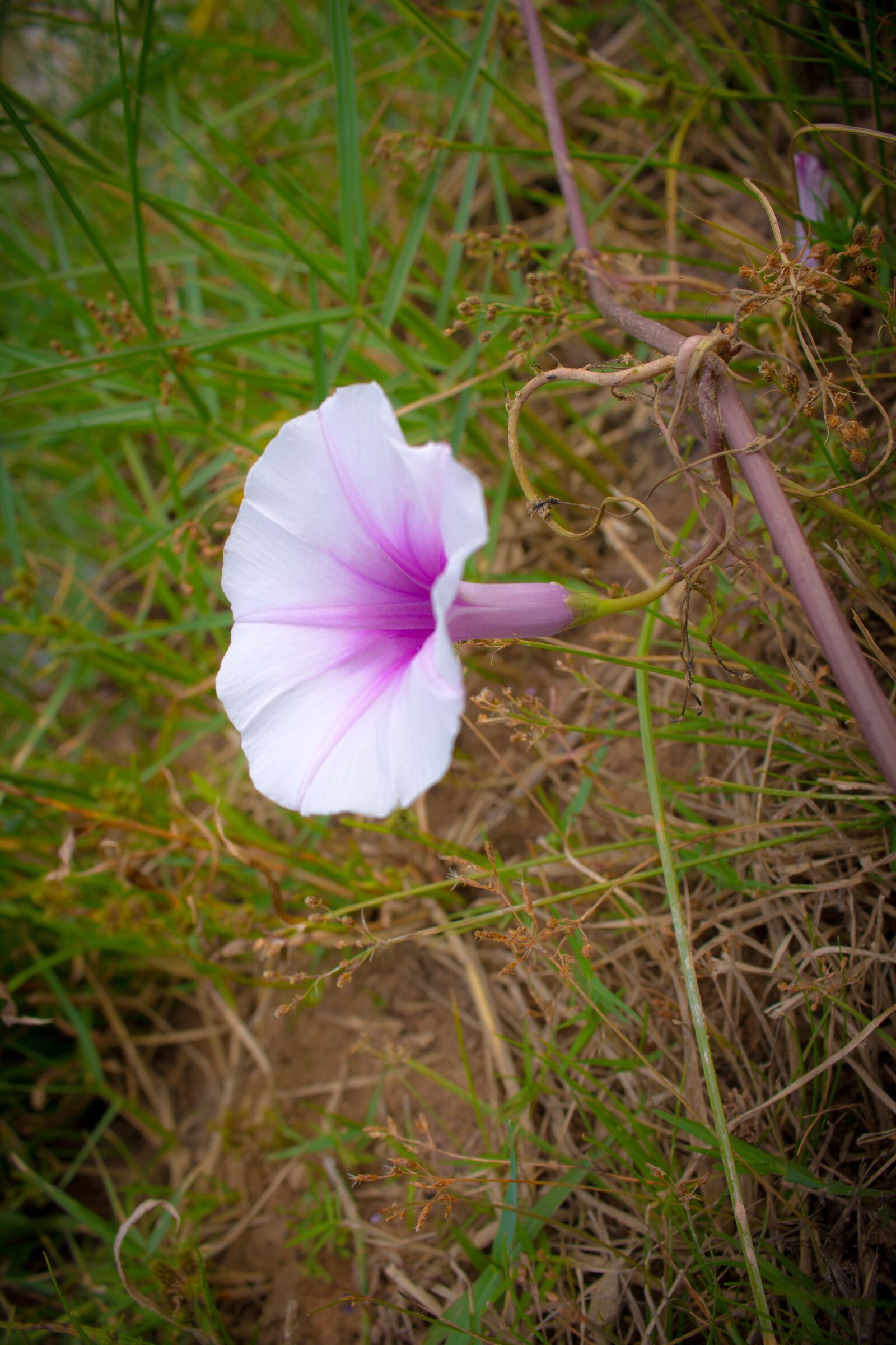 Canon EOS 700D (EOS Rebel T5i / EOS Kiss X7i) sample photo. Flower, ipomoea violacea, europe photography