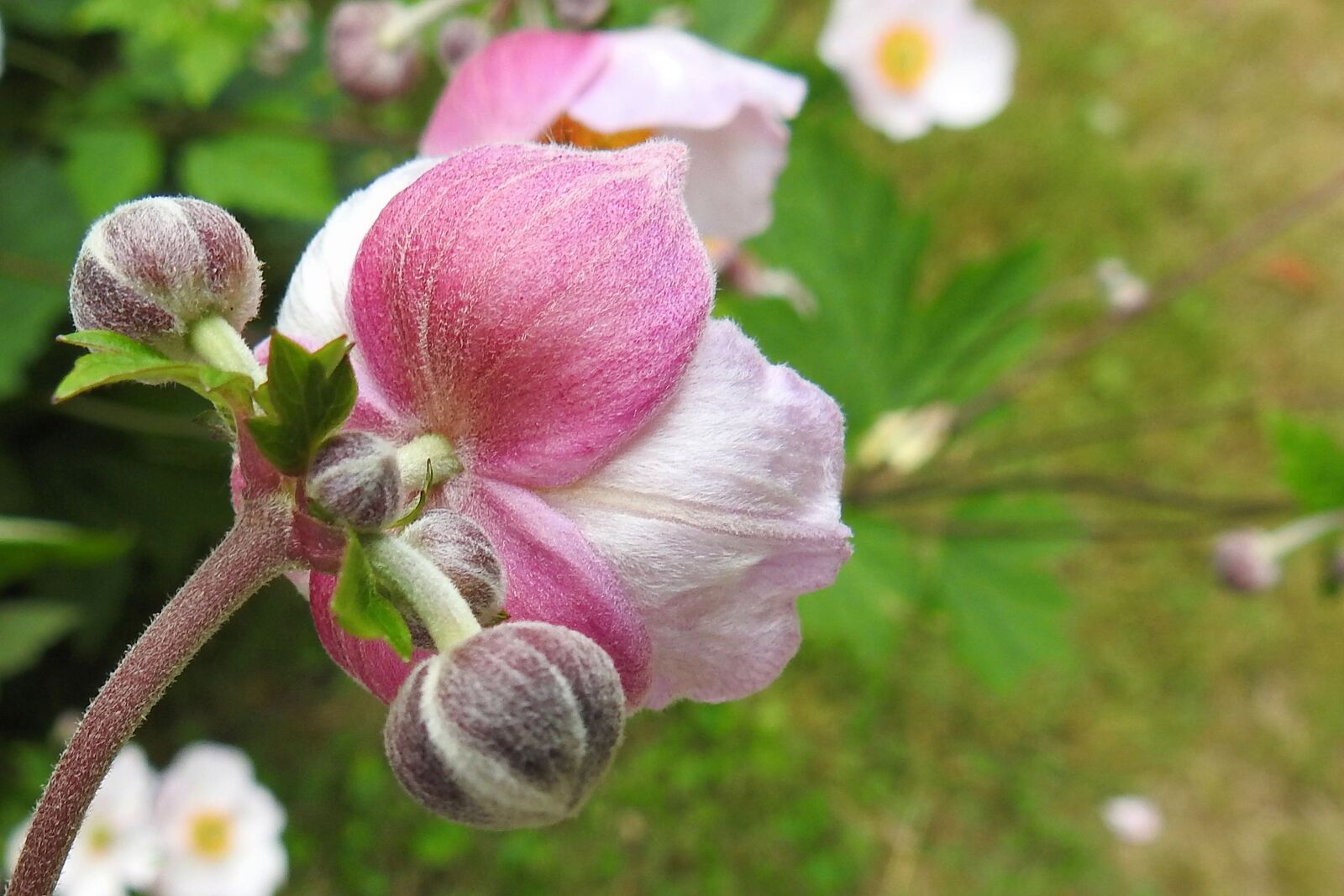 Nikon Coolpix P900 sample photo. Fall anemone, flower buds photography