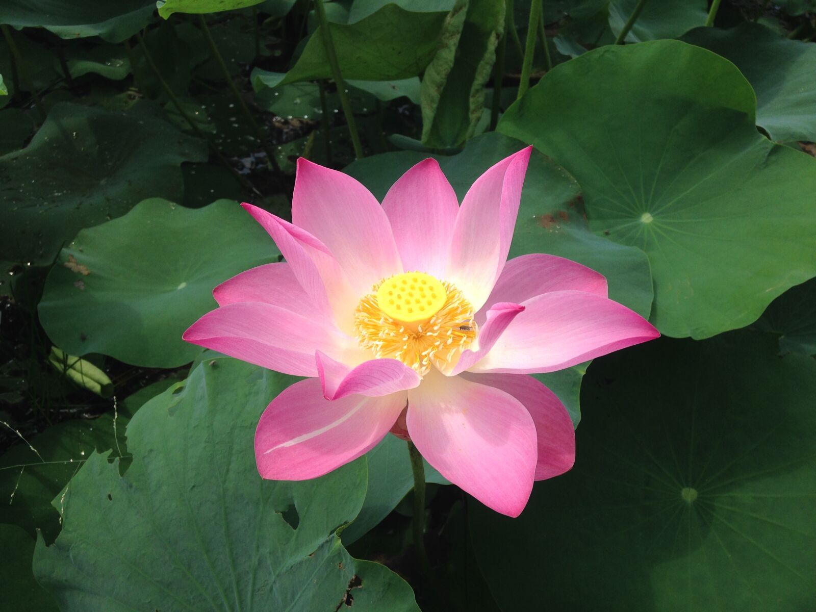 Apple iPhone 5c sample photo. Lotus, flower, blossom photography