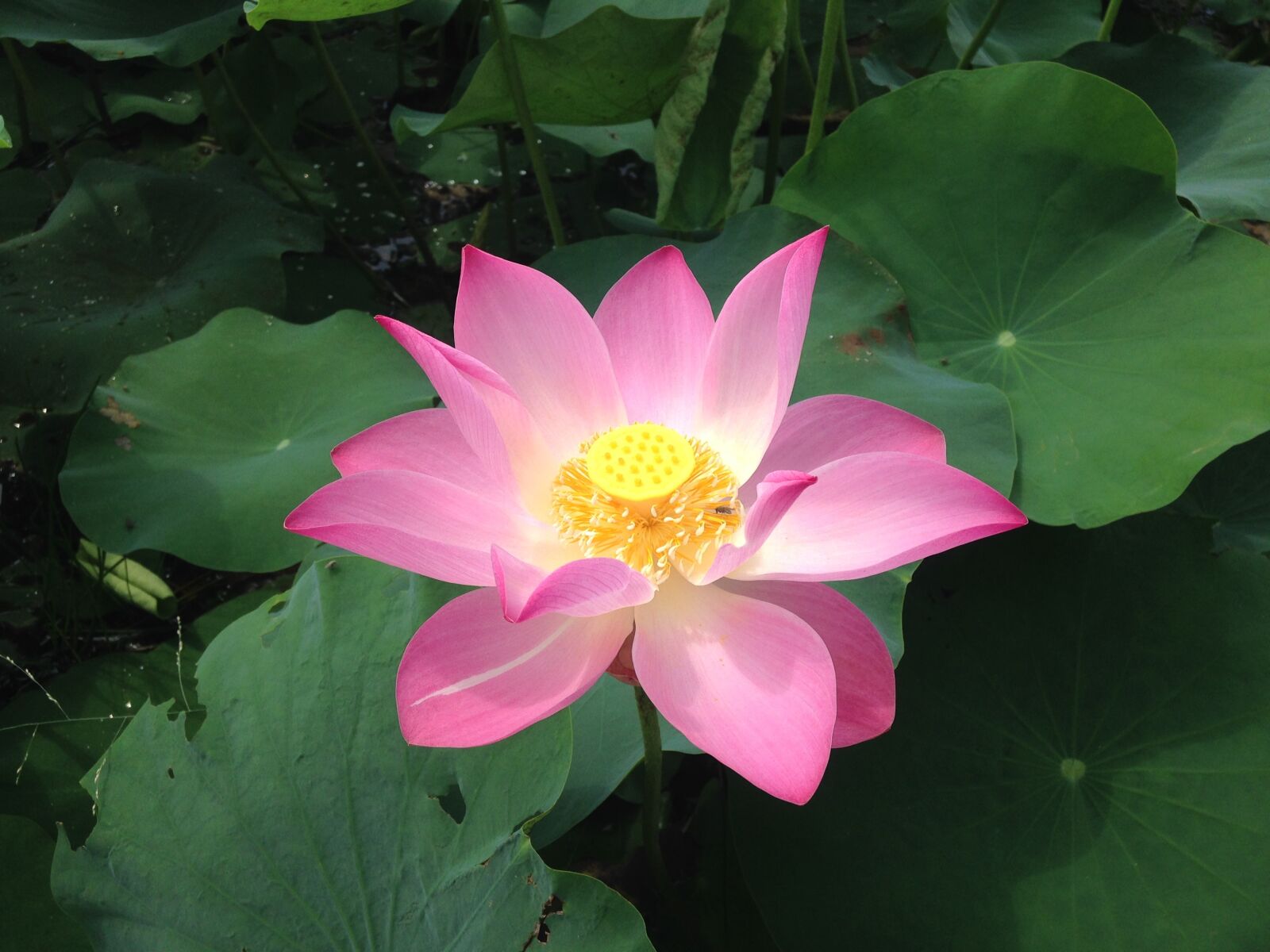 iPhone 5c back camera 4.12mm f/2.4 sample photo. Lotus, flower, blossom photography