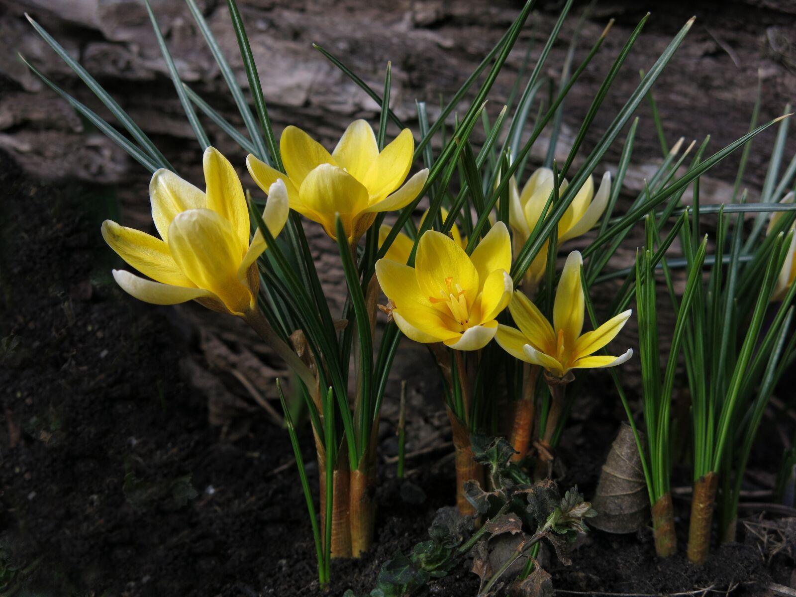 Canon PowerShot G15 sample photo. Crocus, yellow, yellow flower photography
