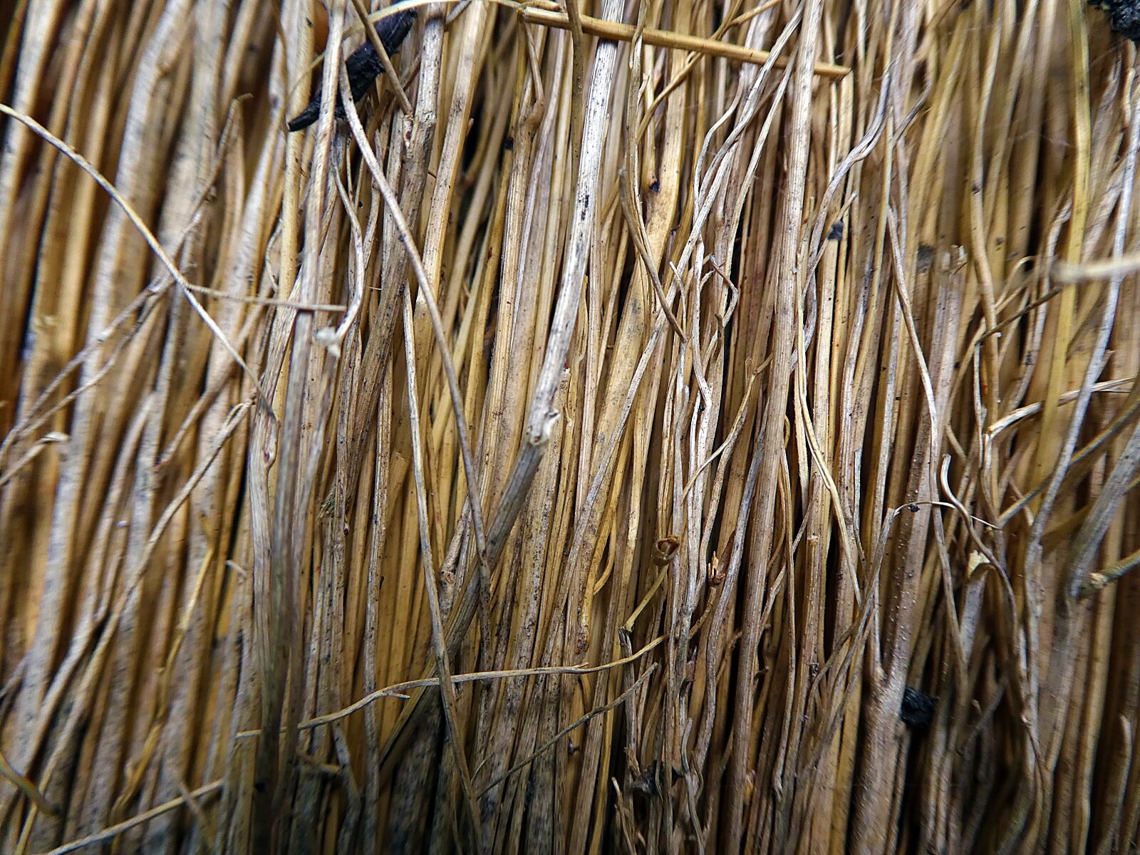Panasonic DMC-TZ81 sample photo. Broom, nature, tool photography