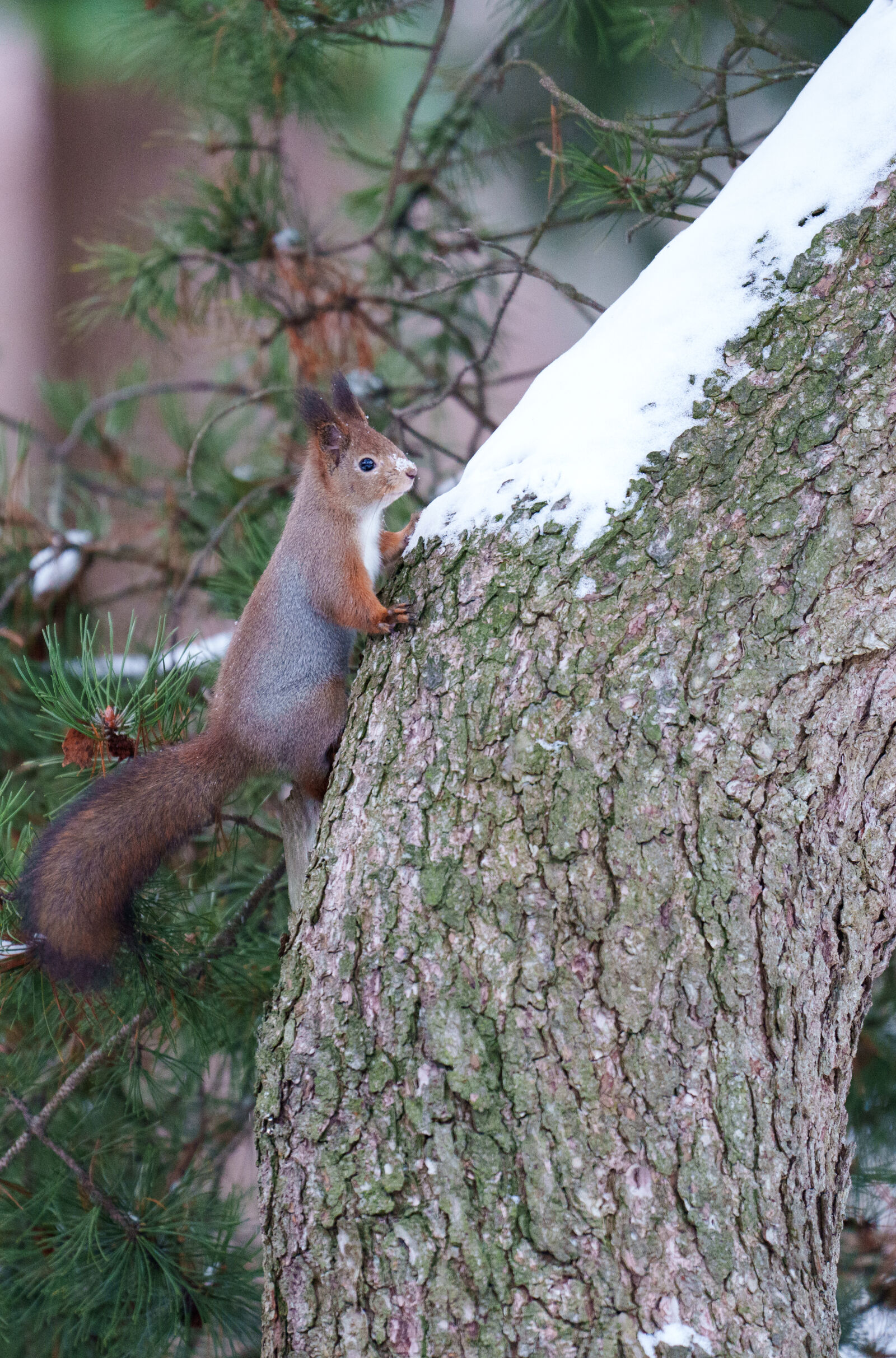 Sony a7R V sample photo. Curious squirrel photography